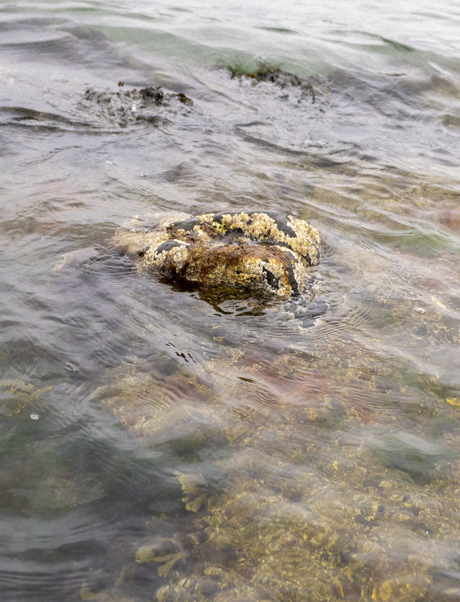 rock escaping sea / 2026
