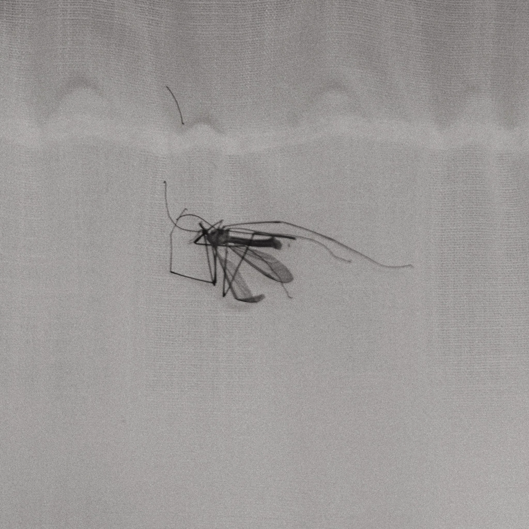 the fly / 2026