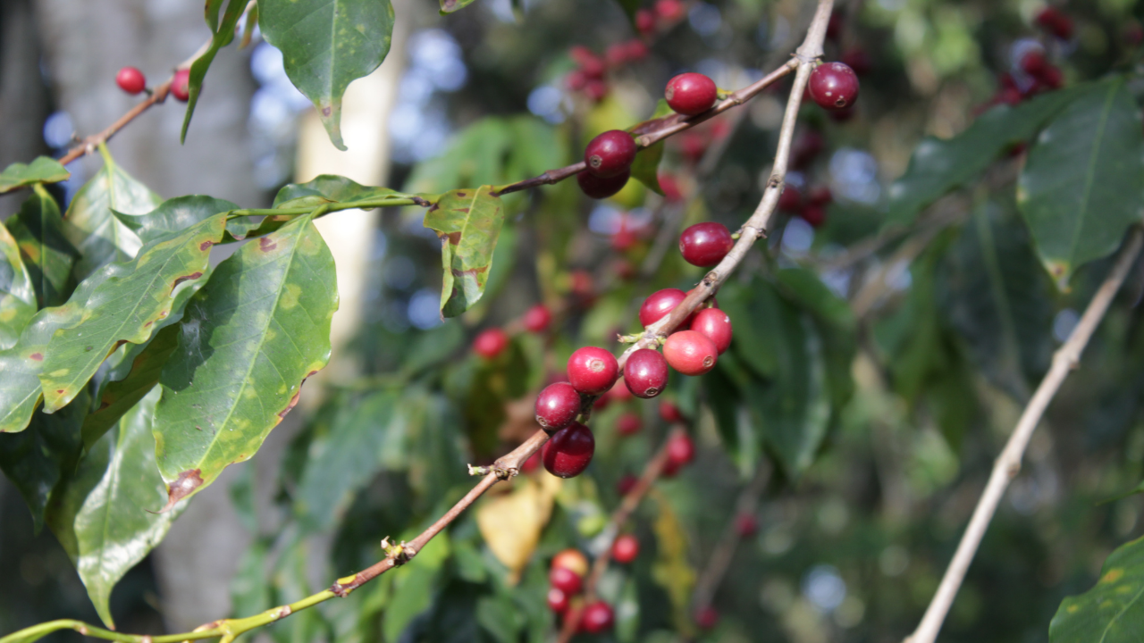 El fruto de la esperanza&nbsp;