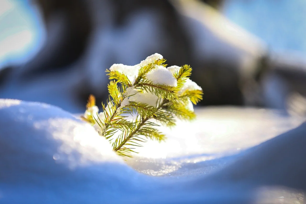 February 2022: Make 2022 a Greener year!