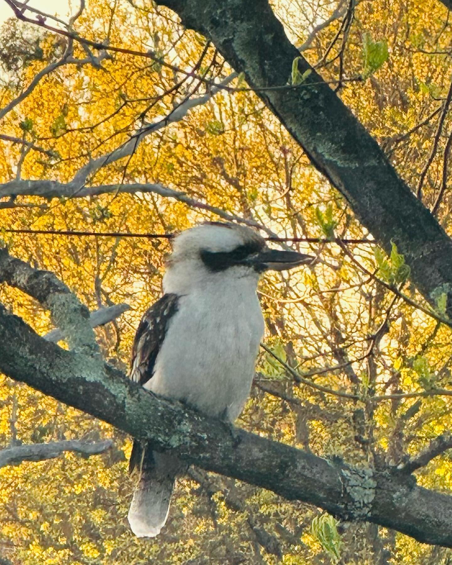 &ldquo;The secret path to happiness, peace, and fulfillment is living not just for yourself alone but for those you love.&rdquo;

-Kookaburra 

#lifeisshort 
#laughterisgoodforthesoul 
#donttakelifetooseriously 
#holdonpainends 
#animalwisdom
