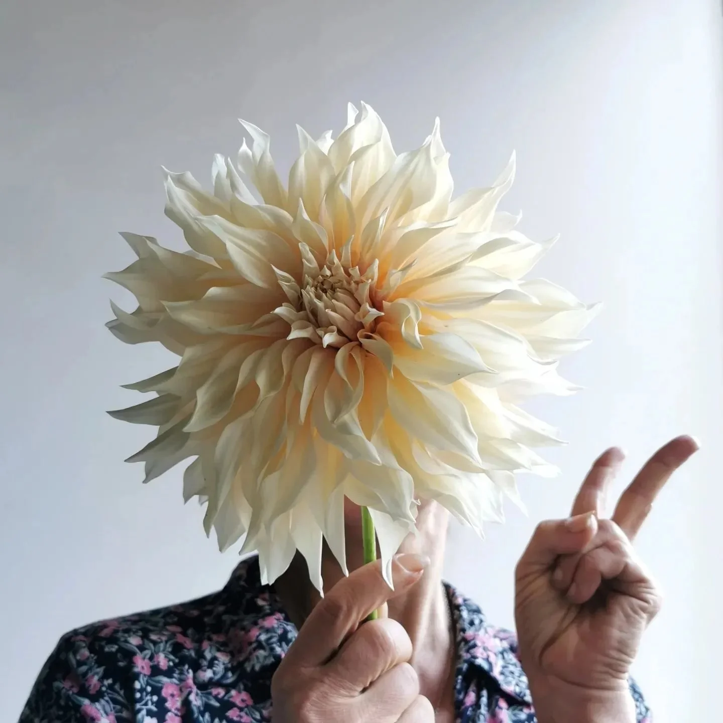 Dahlia season is on!
Joka puska pukkaa hulluna nuppua, ja nyt jos voitan kilpajuoksun etanoiden kanssa 😄 niin sadosta on tulossa mahtava!

Kuvan meid&auml;n ekasta AuLaitista nappasi pikapikaa mun puhelimella ihanin @kreettakreetta oli kiva n&auml;h