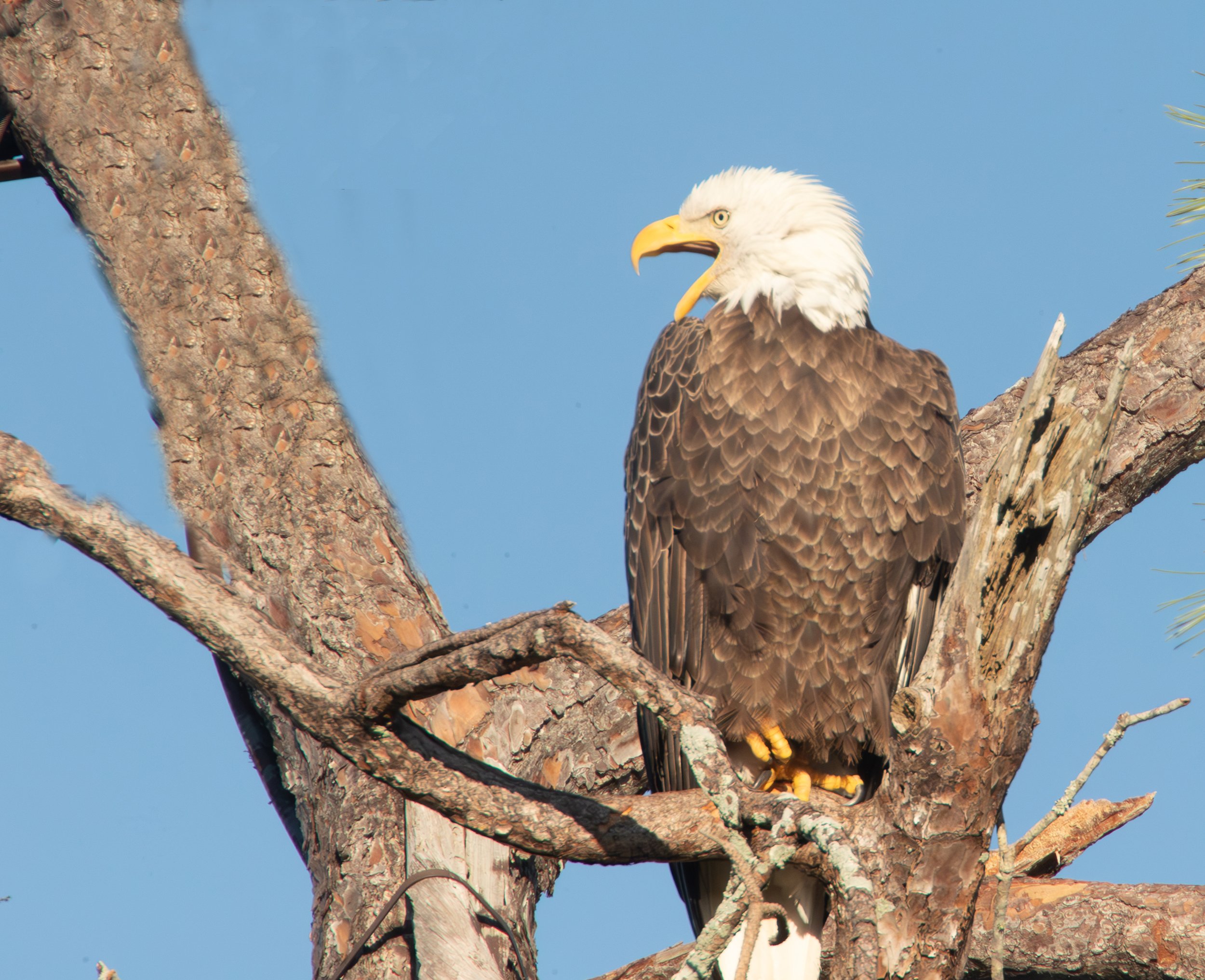 Eagle in tree-without Camera.jpg