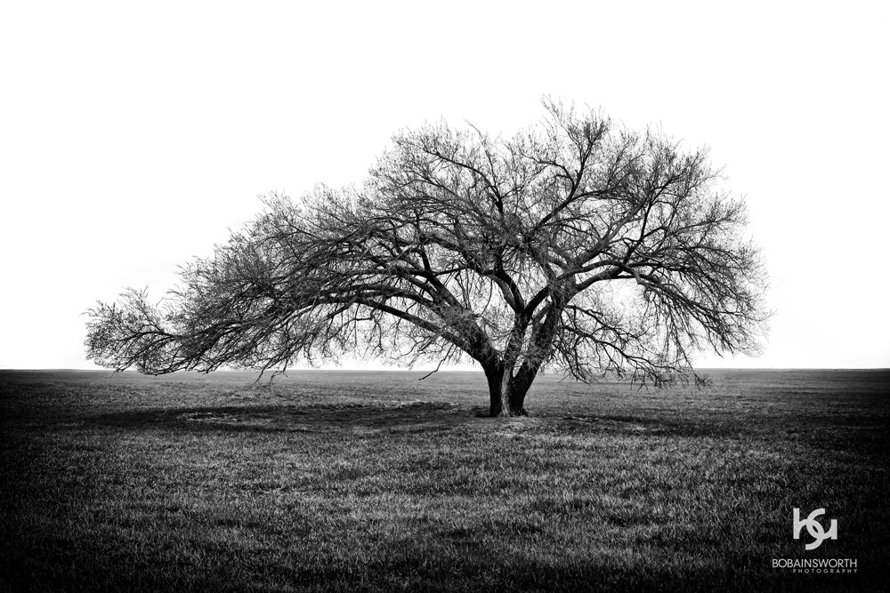BW_Tree_0907.jpg