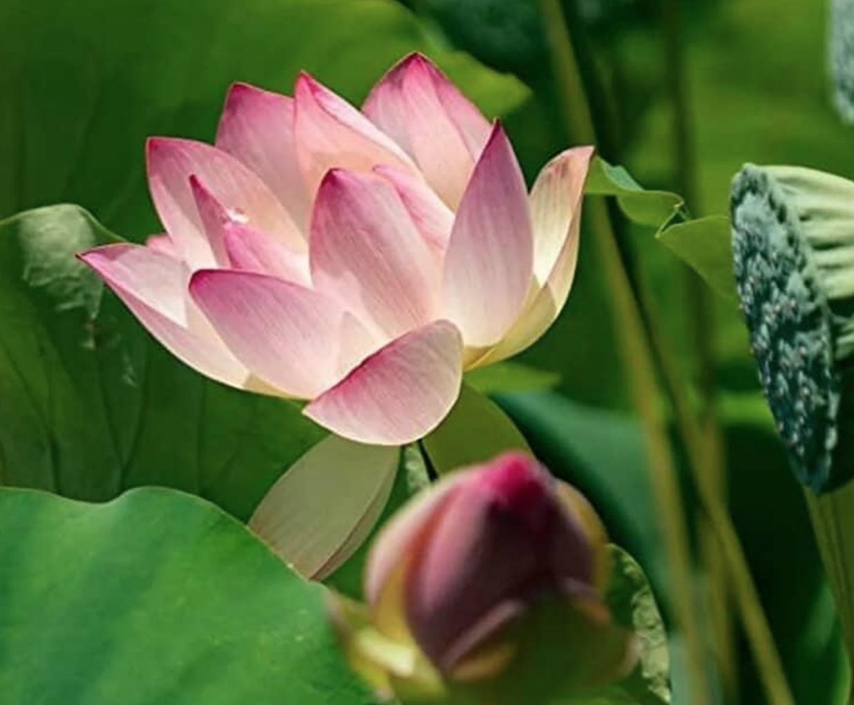Inner Lotus Retreat with Dr. Sarika Persaud