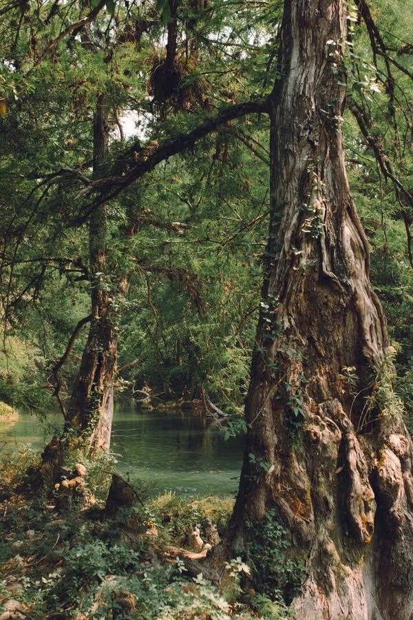 tulum trees.jpeg
