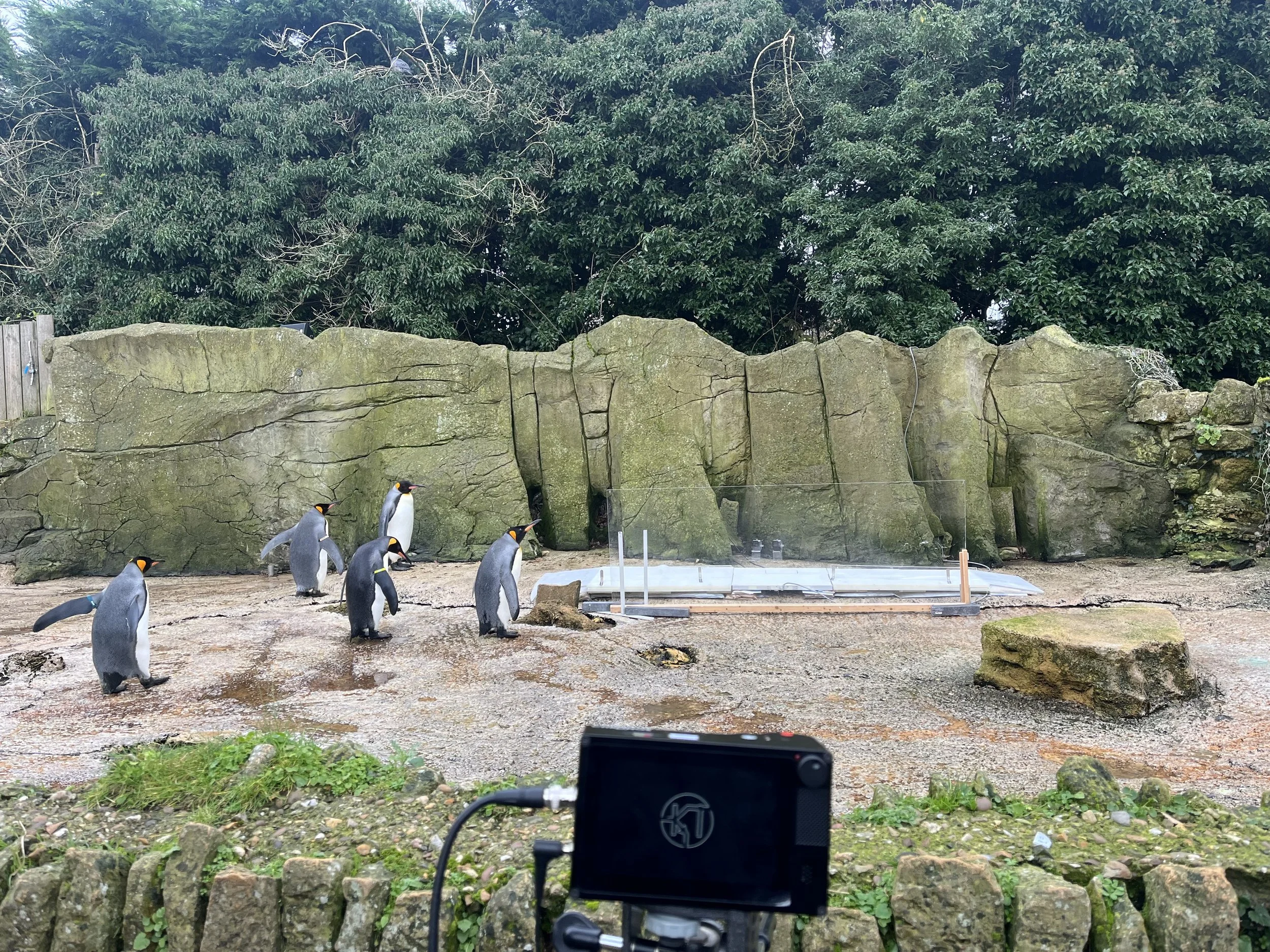 PenguinsReadyforRunway (2).jpeg