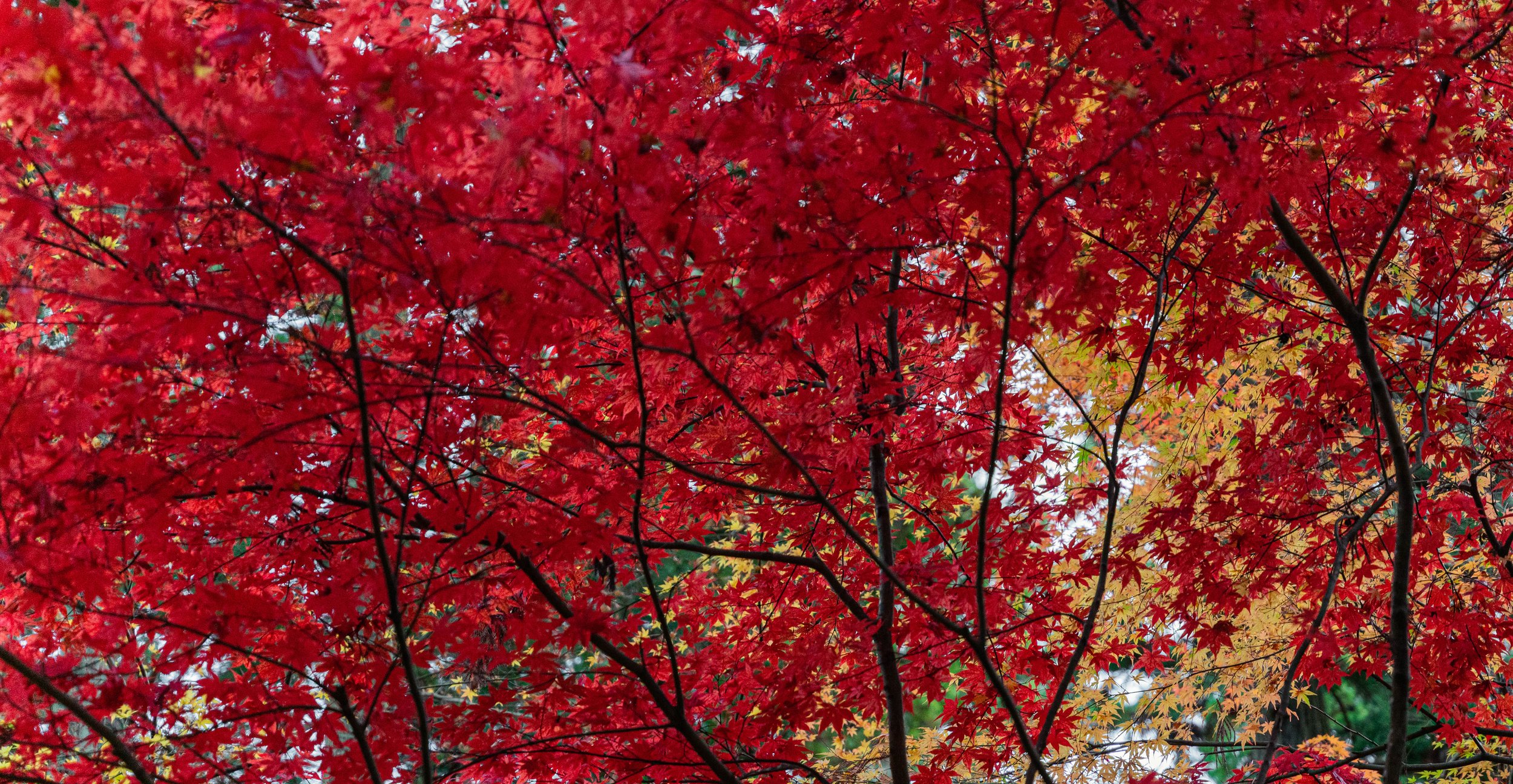 maples entsuin-1.jpg
