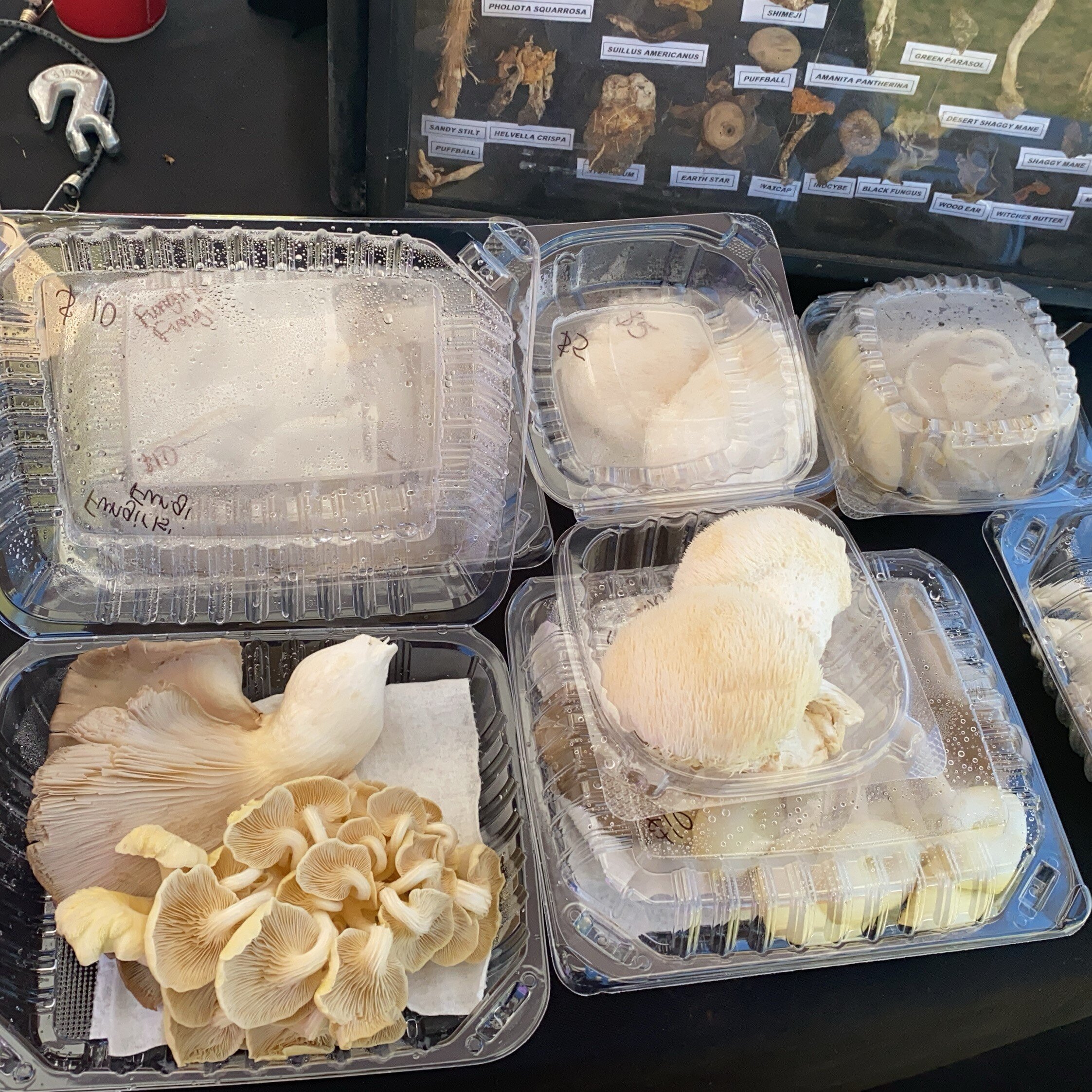 DA's Mushroom mold soap – Desert Alchemist
