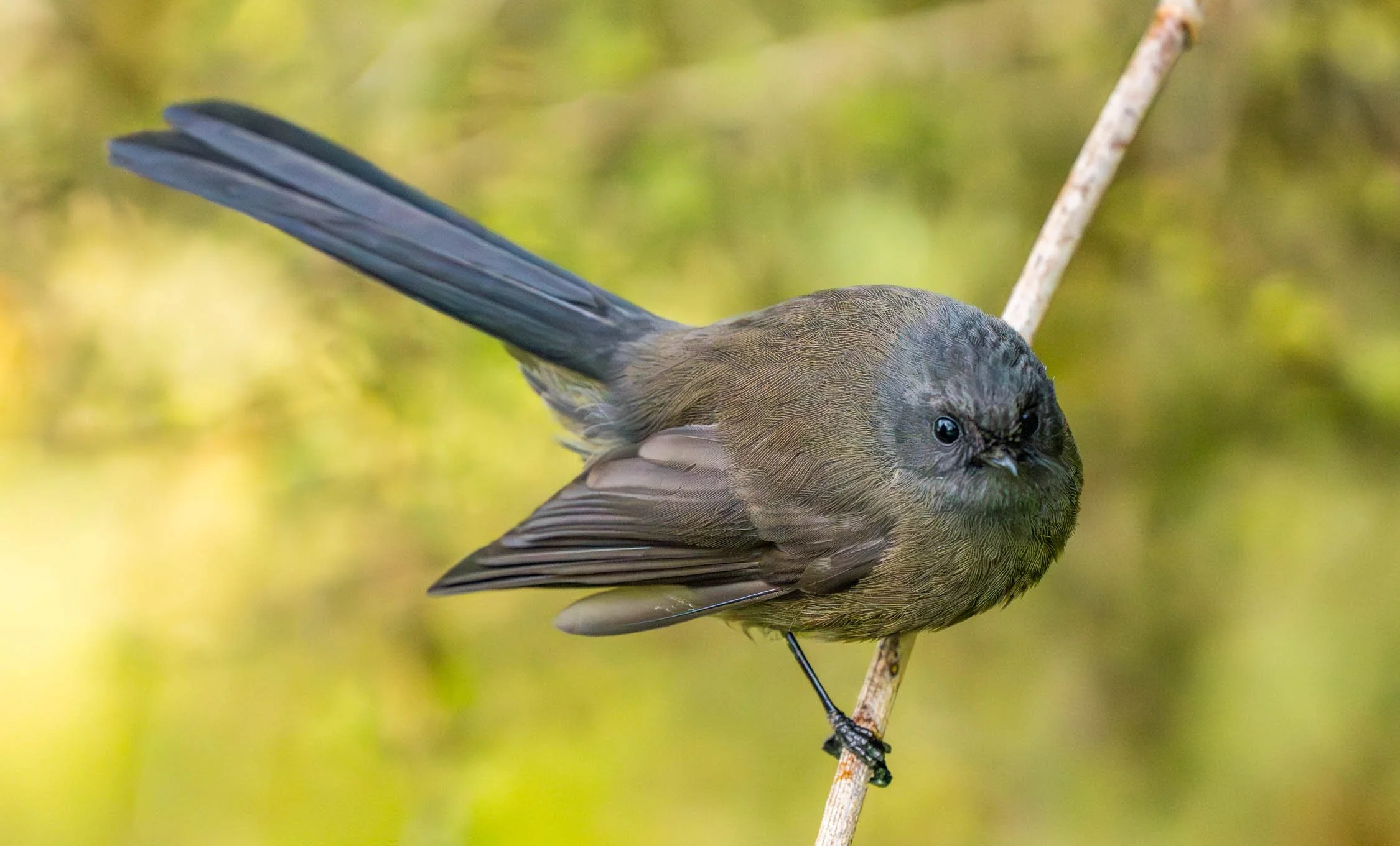 Fantails (Piwakawaka)