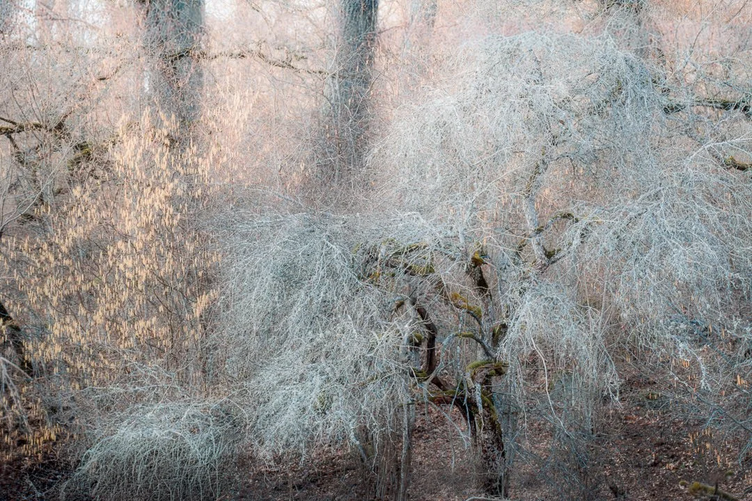 En morgon vid Hjälstaviken