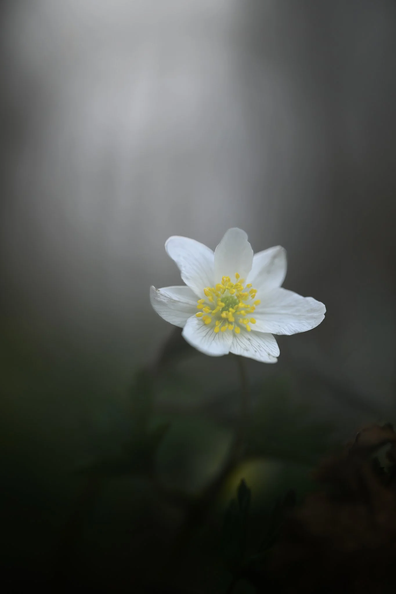 Flower spring nature vitsippa.jpg