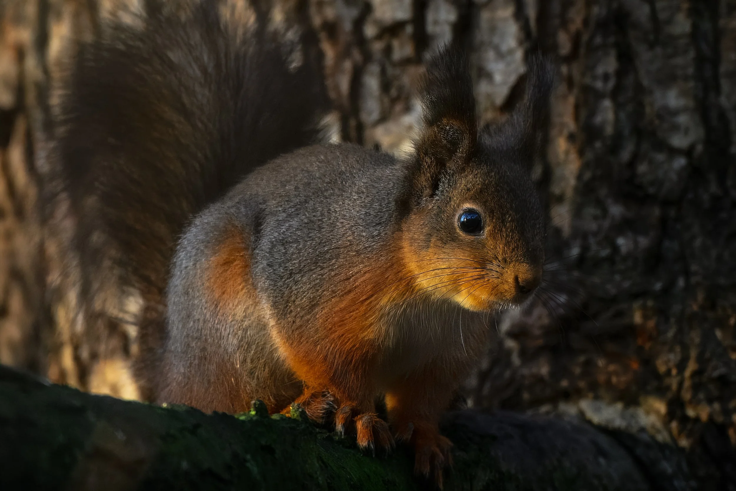 Ekorre i varm ljus. Djur, däggdjur, stämning, ljus, natur, skog, träd, vilda, djur, fotokonst, Sverige