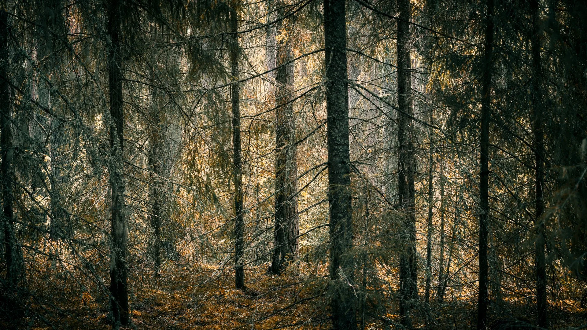 woodland.jpg