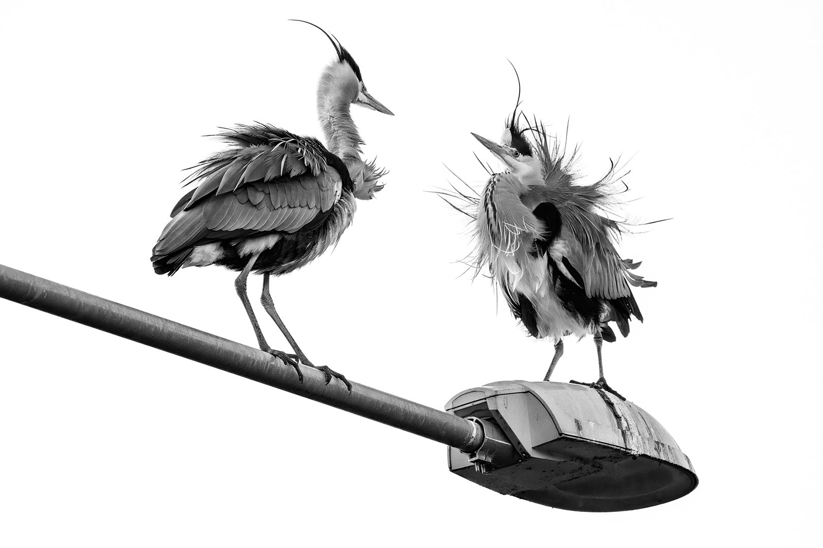 18th Finland International Digital Circuit 2026,  Loviisa Salon, hedersomnämnande & 1st Porvoo Salon, Accepterad 