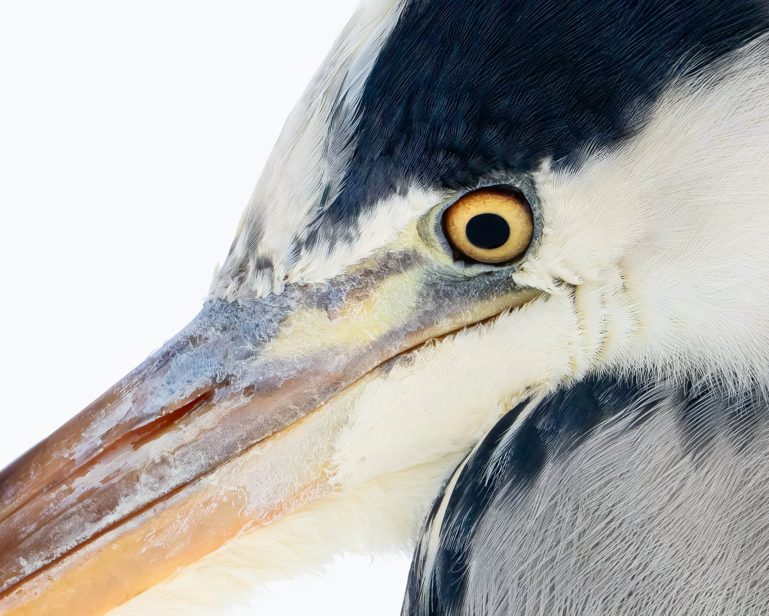 Närgånget fågelporträtt