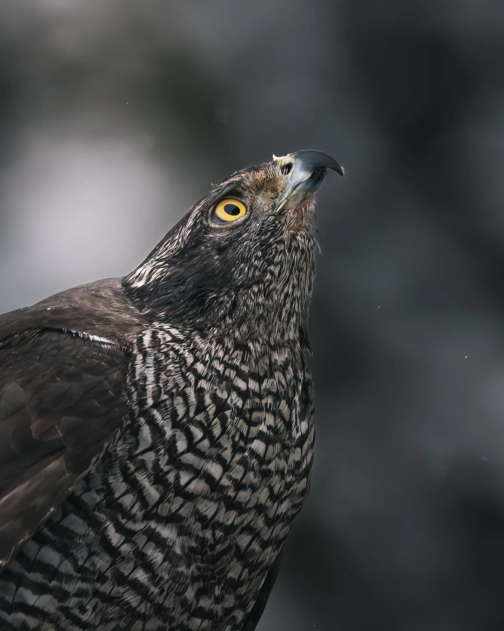 Goshawk-6.jpg