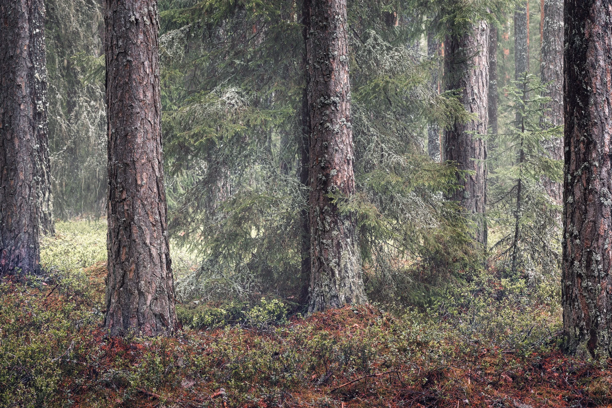 Woodland.jpg
