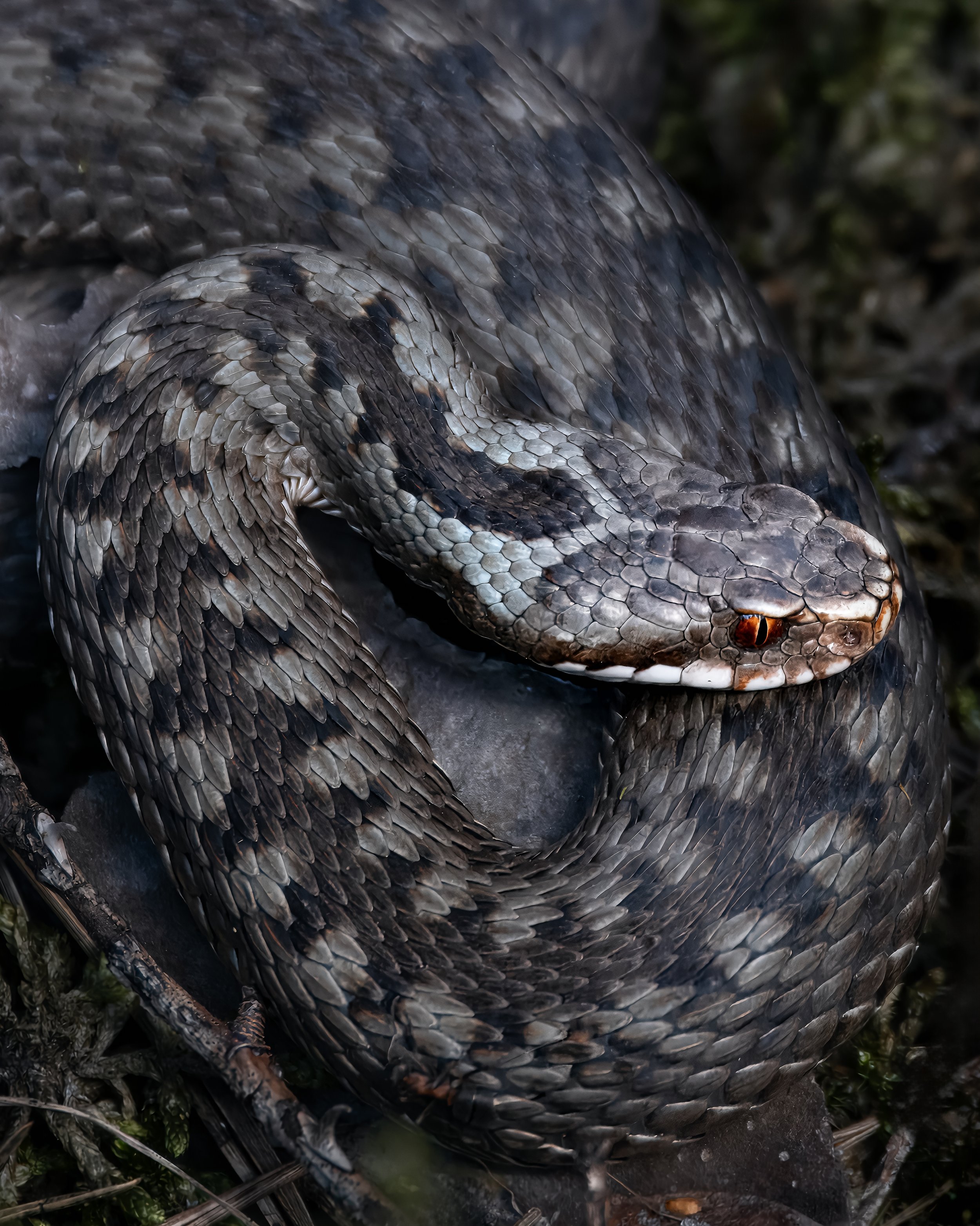 Huggorm 4 2019-04-19.jpg