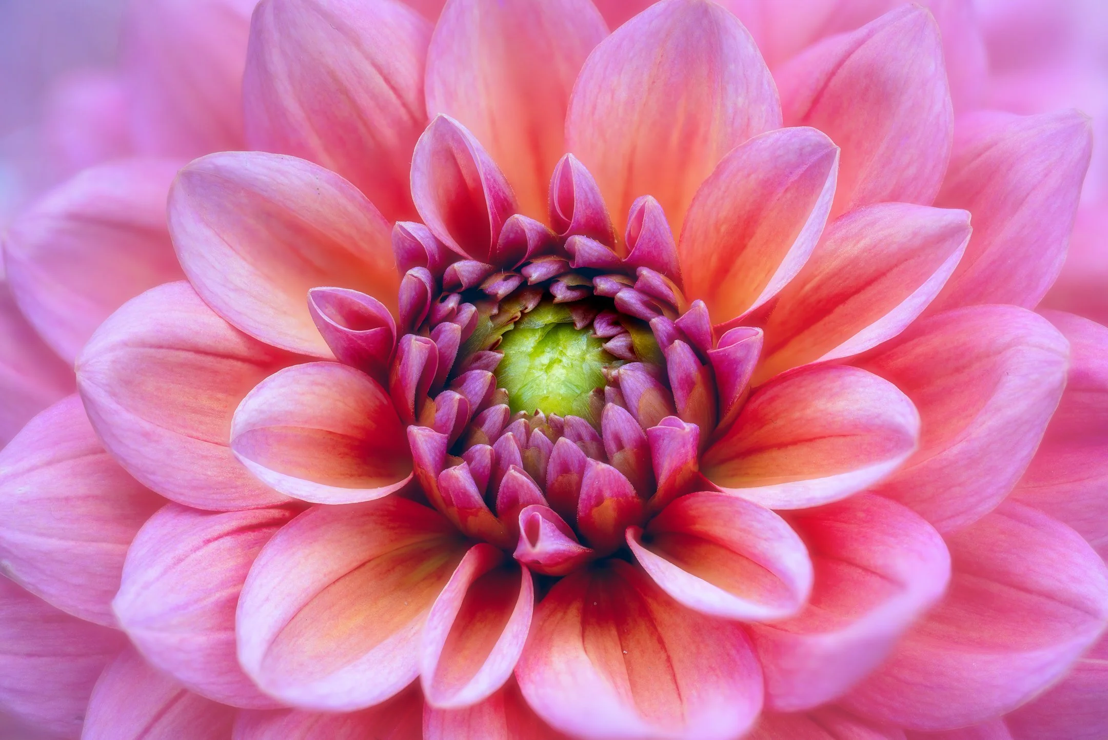 Dahlia .jpg