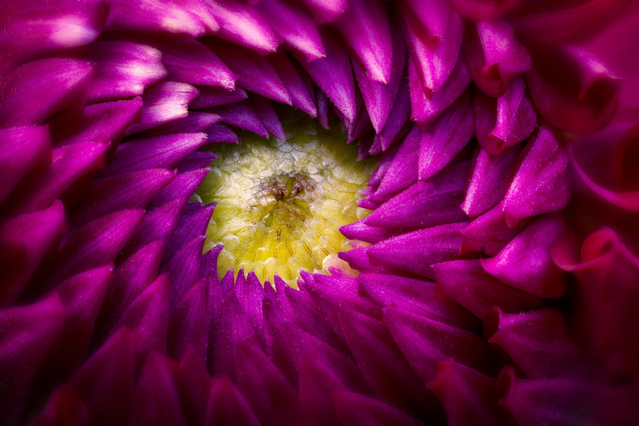 Dahlia.jpg