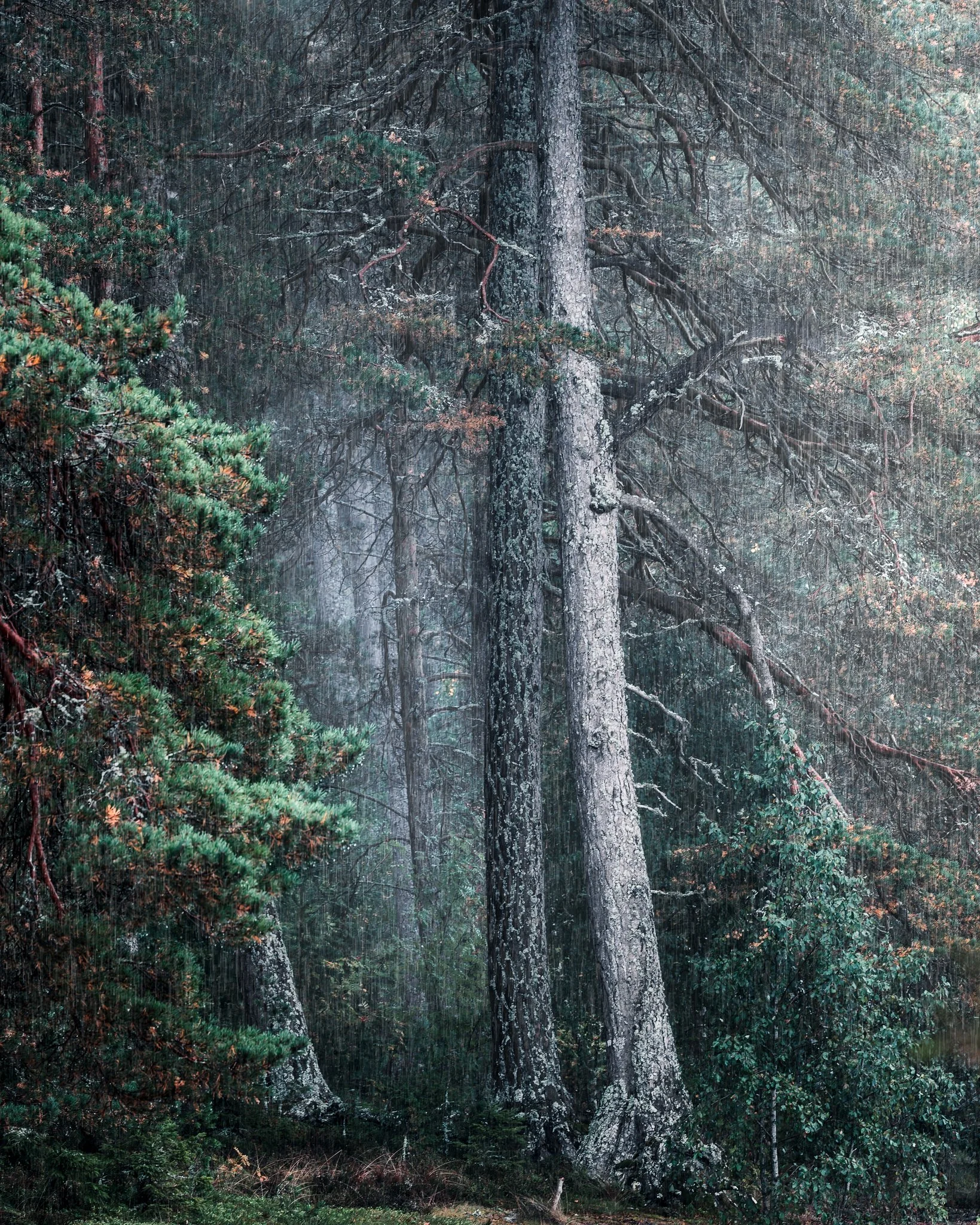 woodland skog rain regn tree mood.jpg