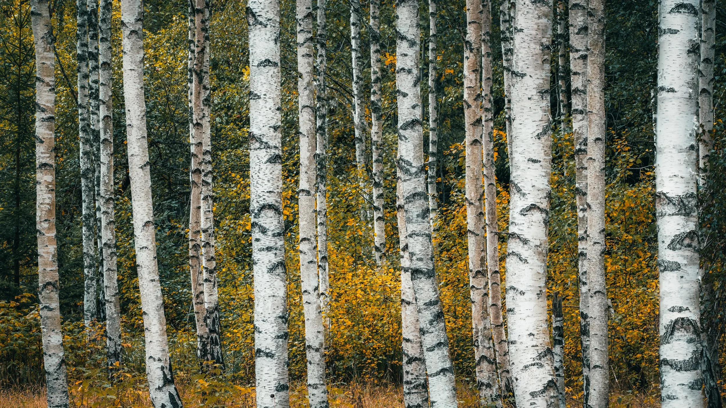 Birch.jpg