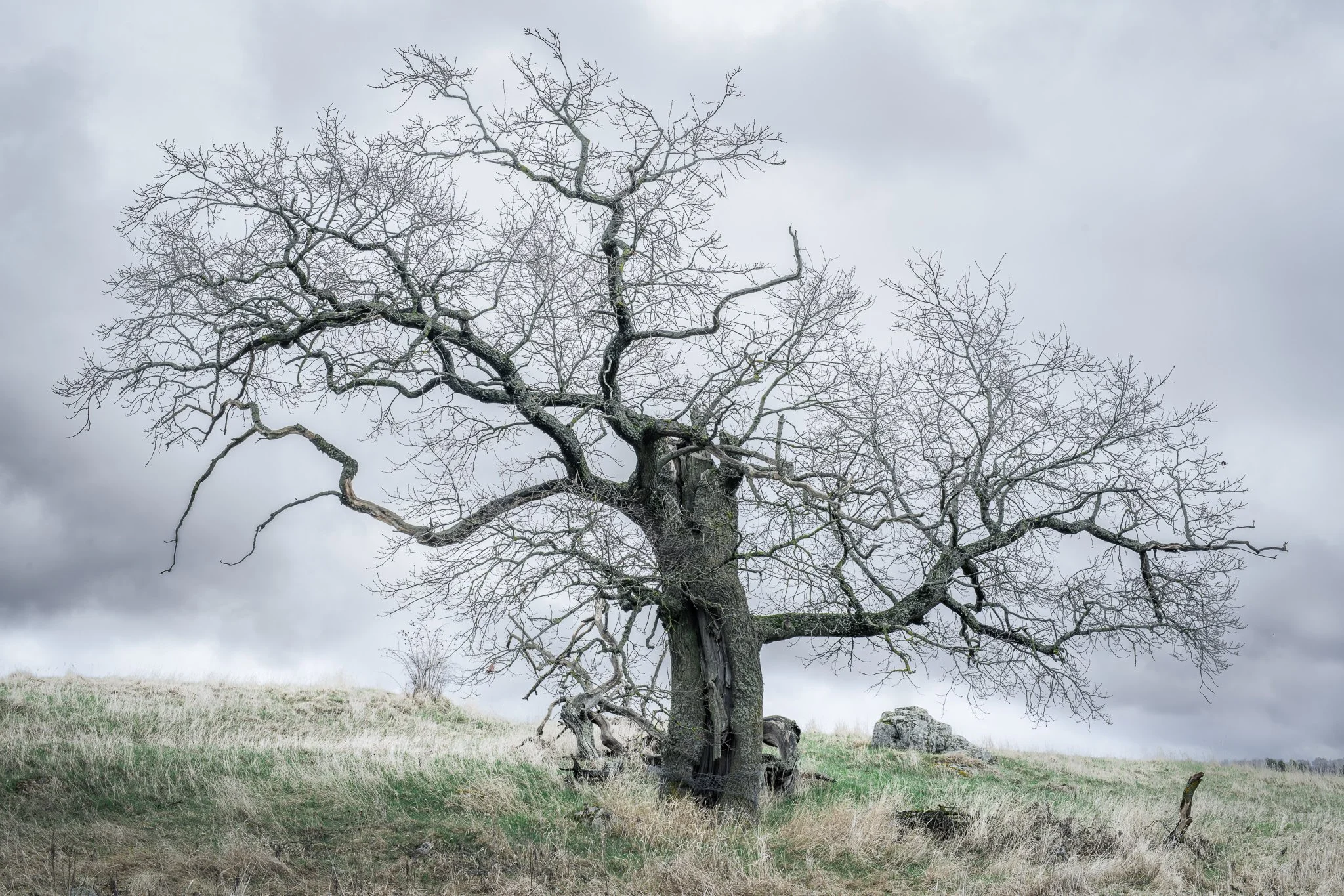 Naken ek mot dramatisk himmel. Träd, Årsta, dramatik, vår, natur, landskap, Sverige