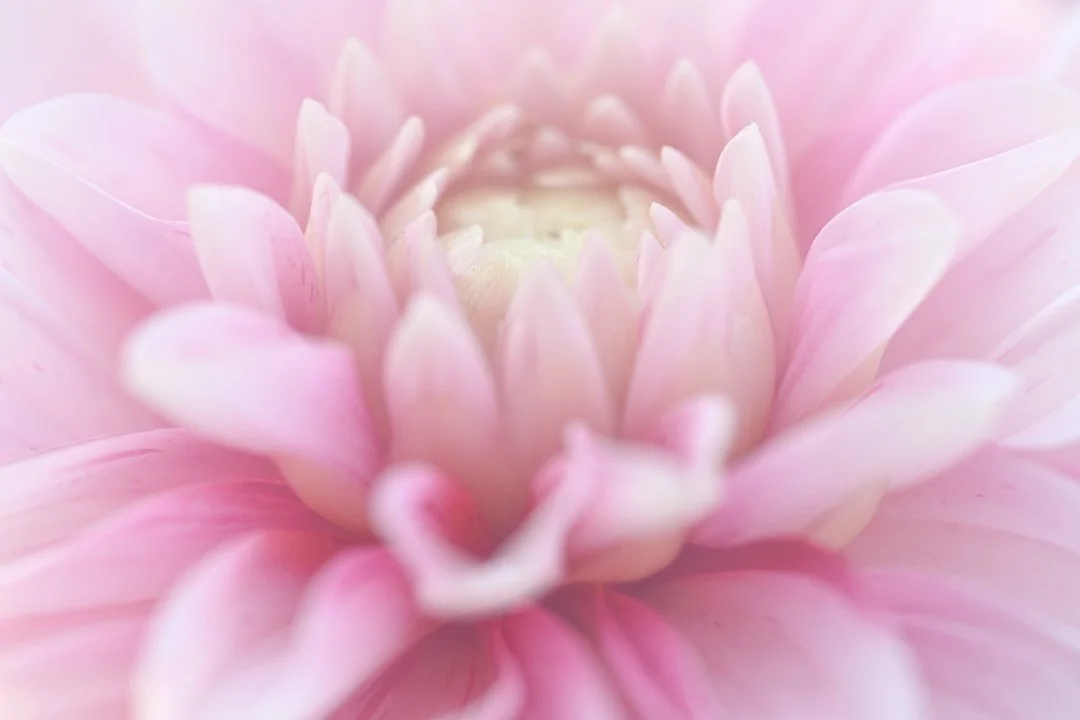 Dahlia -2.jpg
