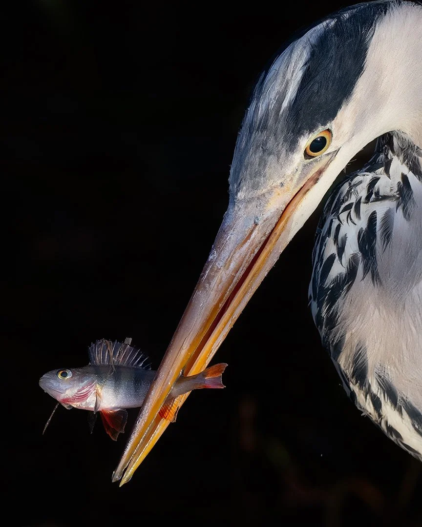 18th Finland International Digital Circuit 2023, 3rd Kotka Salon & 2nd Oulainen Salon, Accepterad