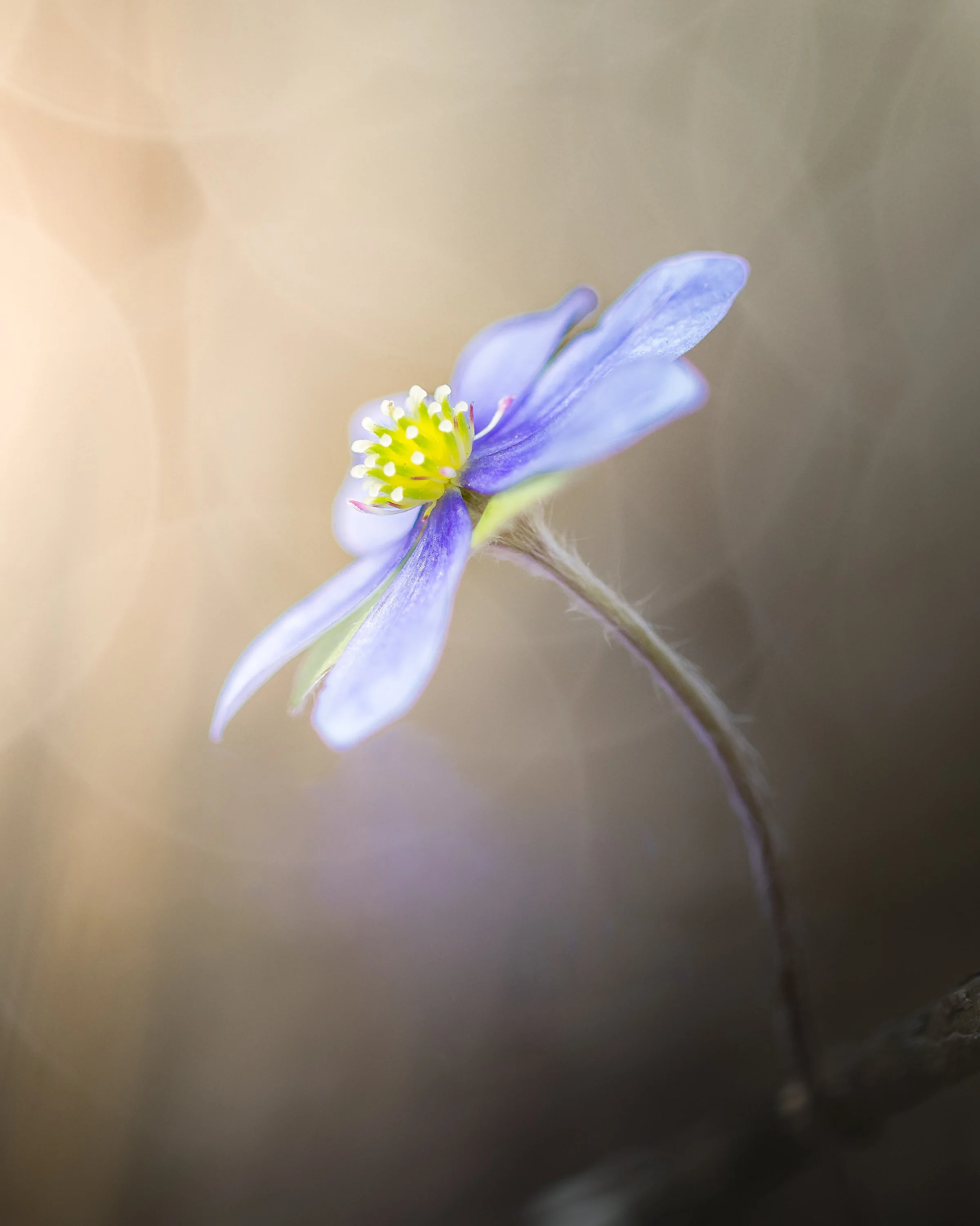 Närbild av blåsippa i skogen. Blomma, vår, vårblomma, vild, närbild, makro, fotokonst, Sverige