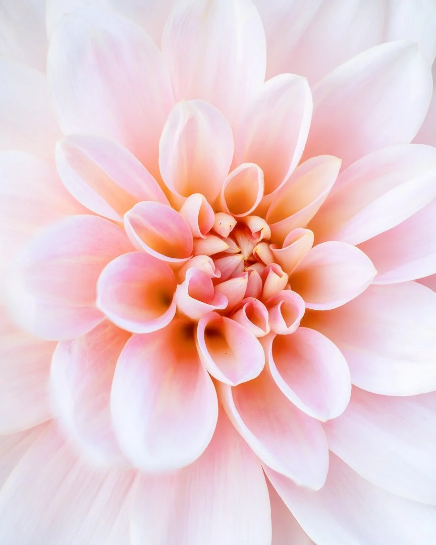 Dahlia -3.jpg