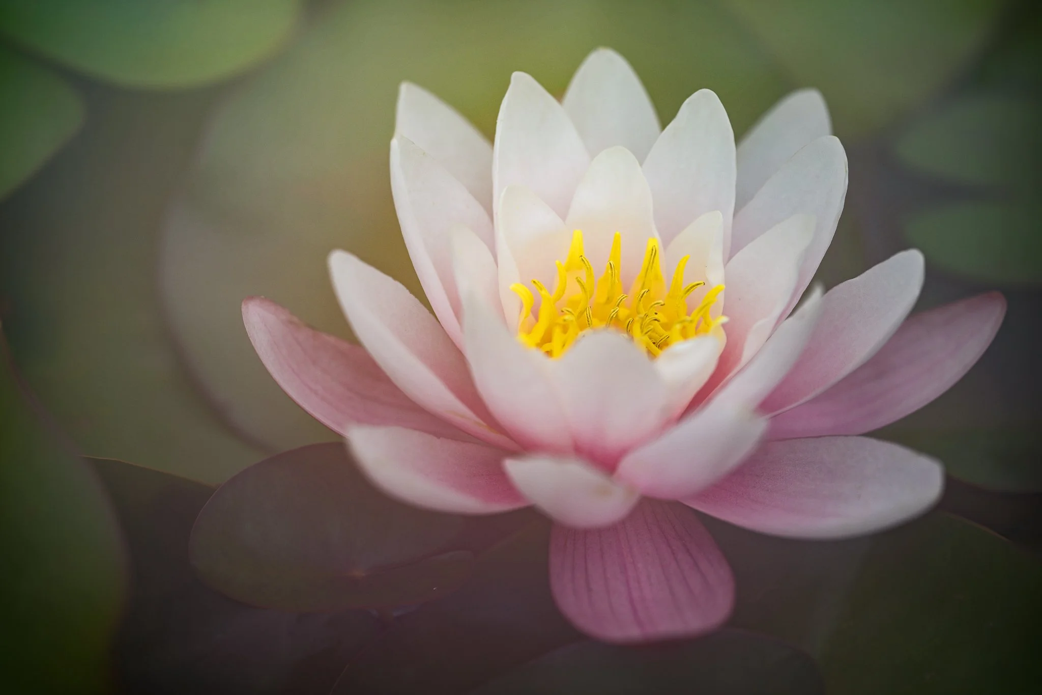 water lily.jpg