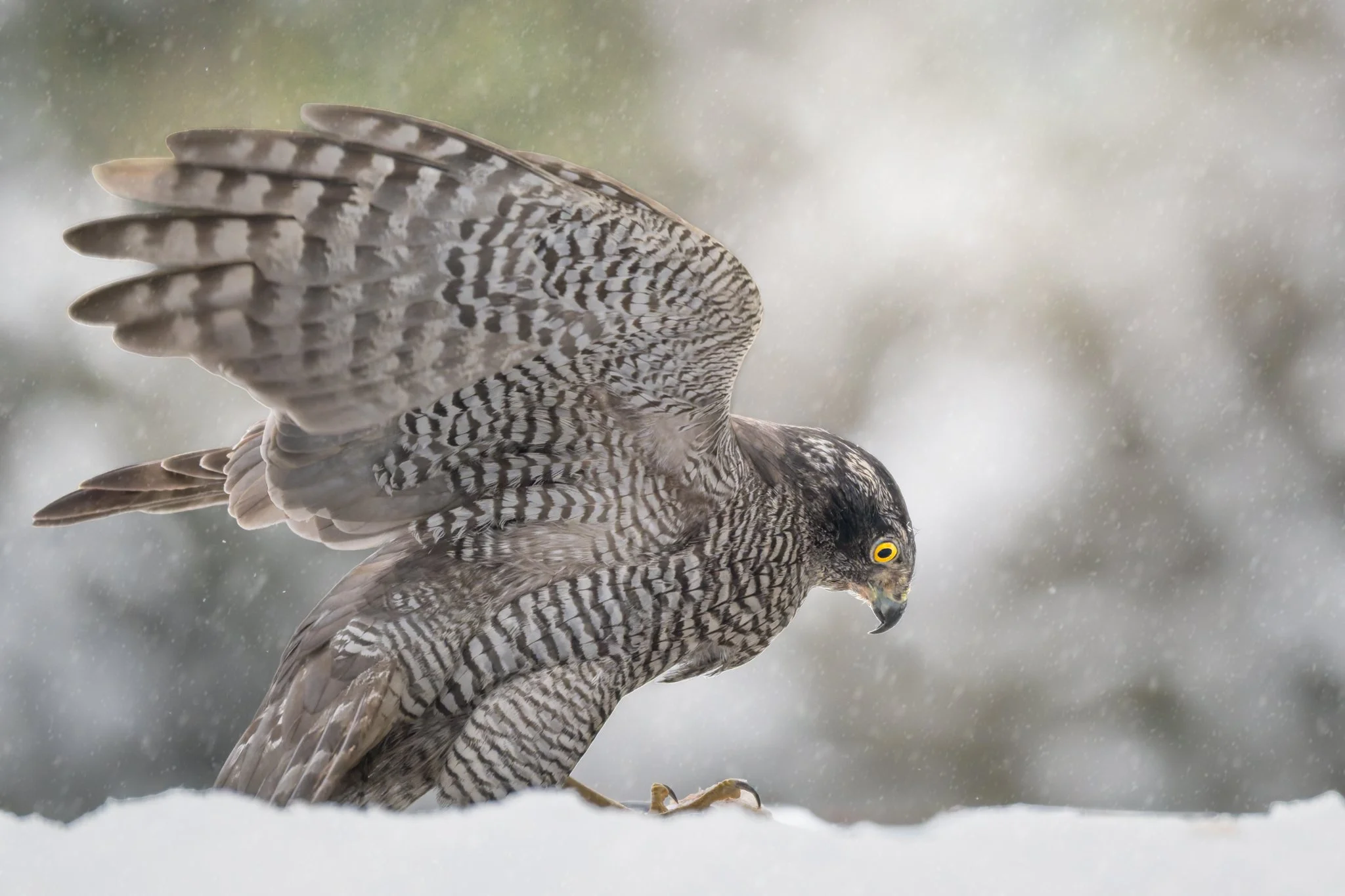 Goshawk-4.jpg