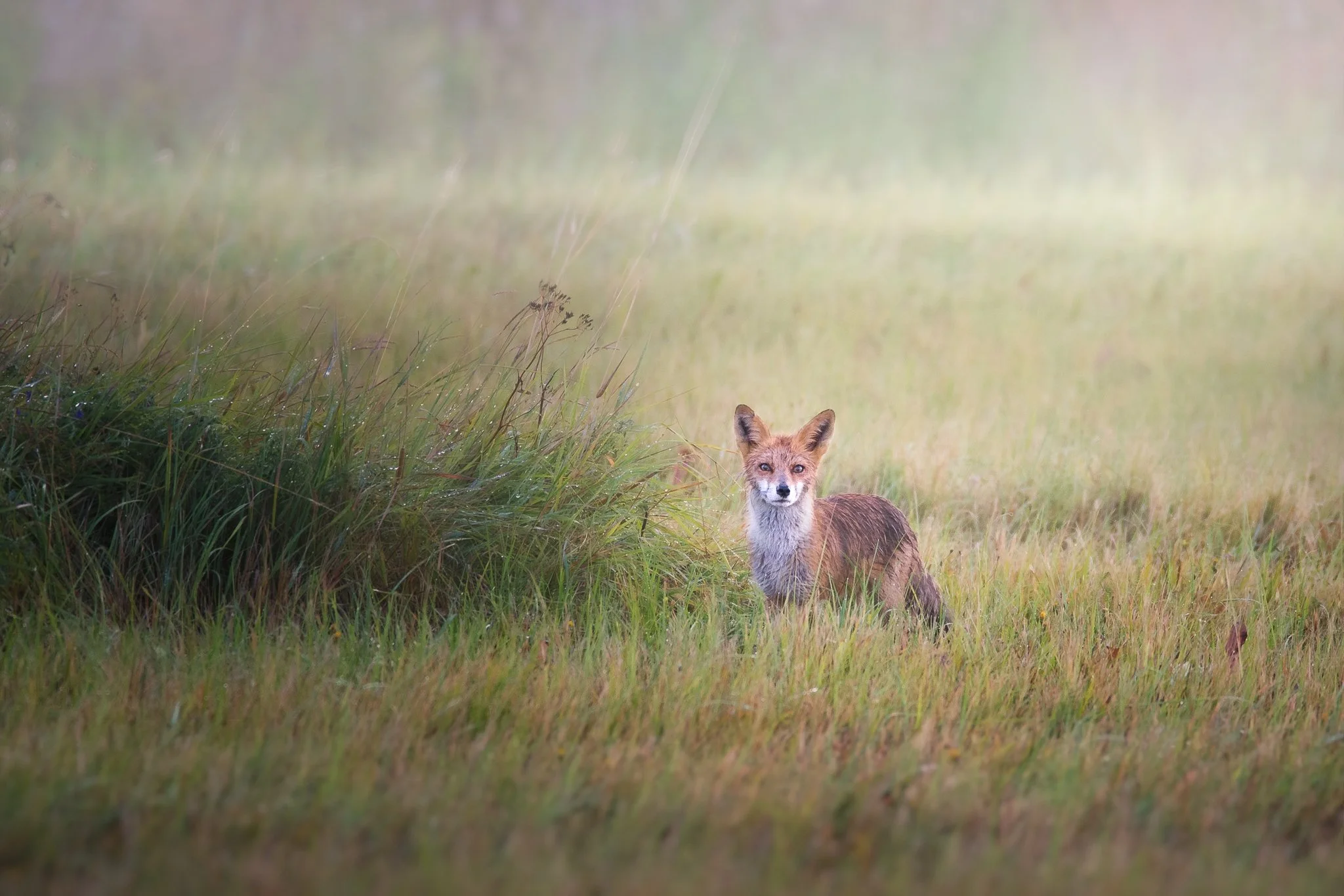 Fox.jpg