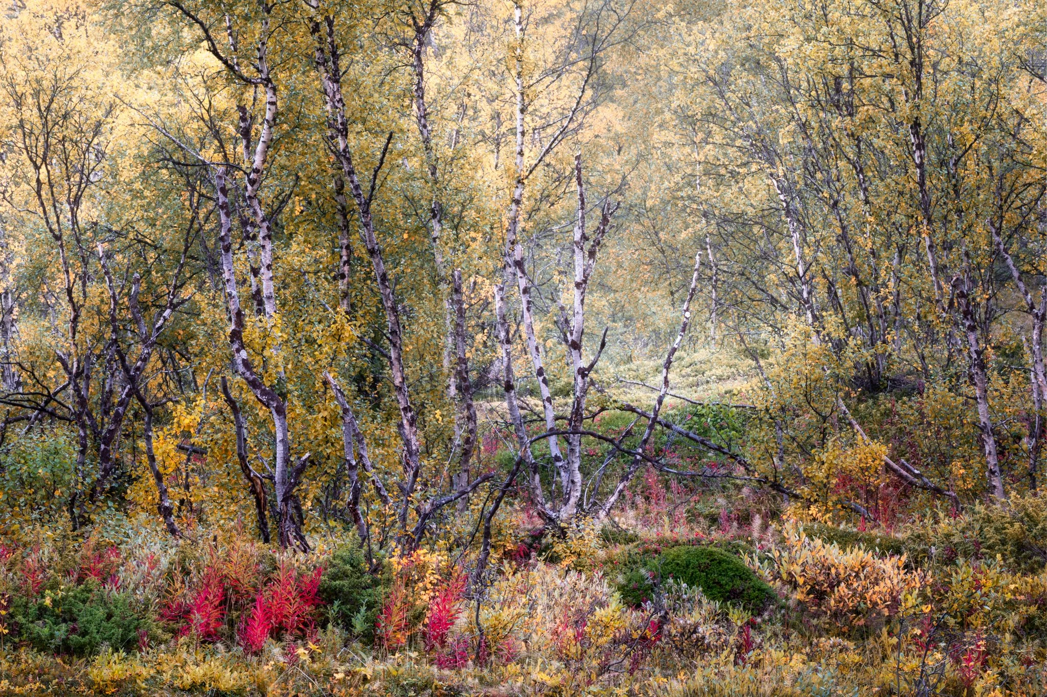 Svenskt skogslandskap i höstfärger. Skog, träd, björk, höst, färg, intimt, Abisko, Lappland, natur, landskap, Sverige