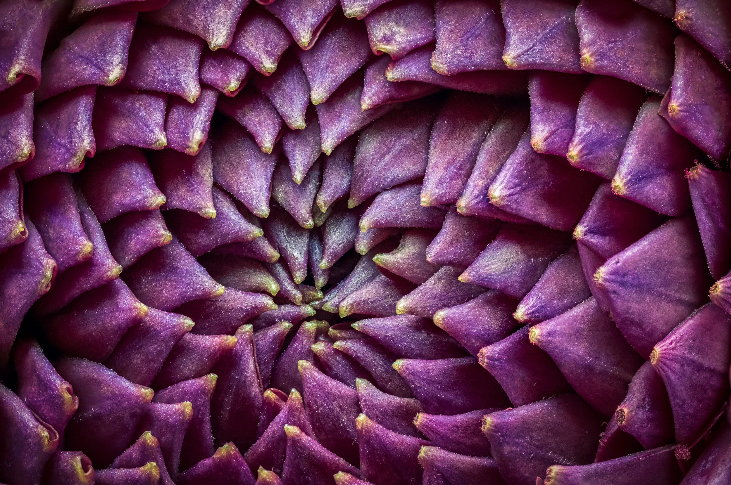 Dahlia.jpg