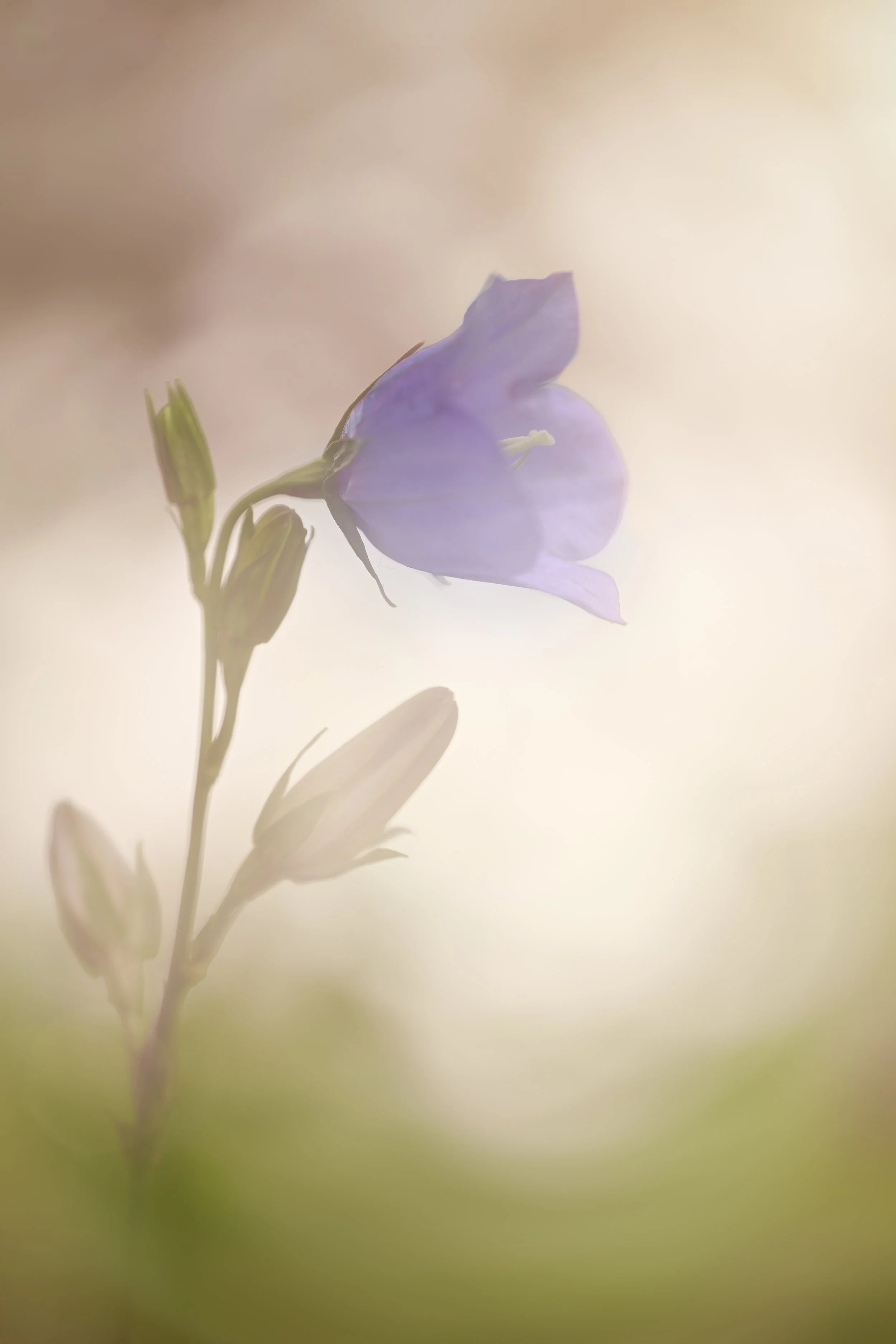 bluebell.jpg