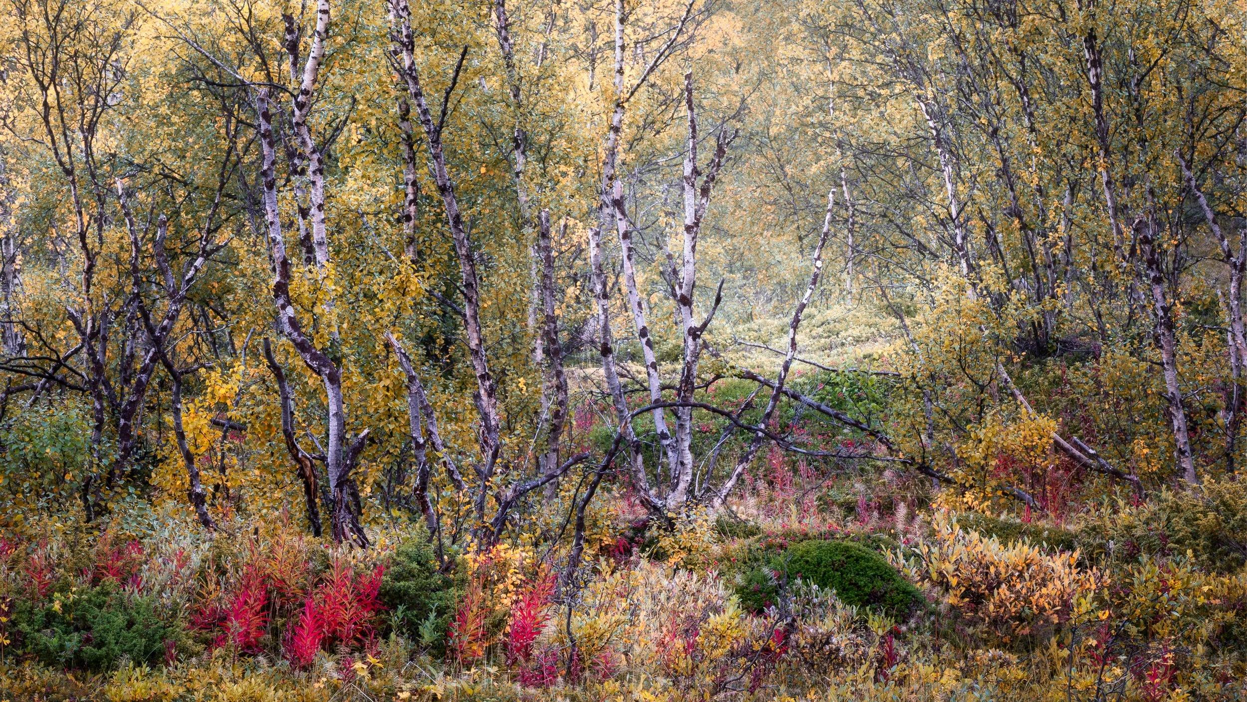 autumn woods.jpg