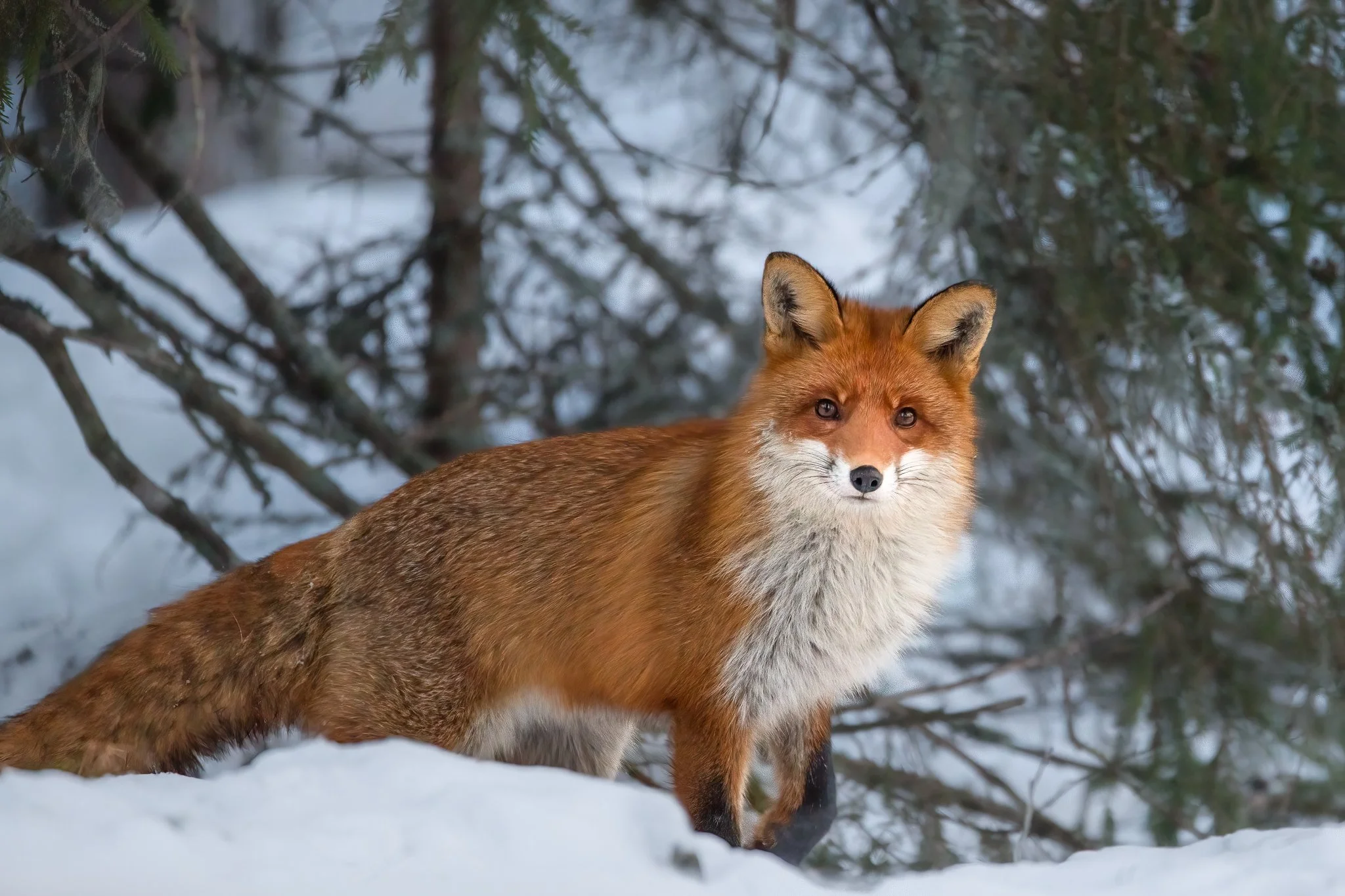 Räv i snöigt skogslandskap. Djur, däggdjur, vinter, snö, porträtt, blick, natur, skog, vilda, djur, fotokonst, Sverige
