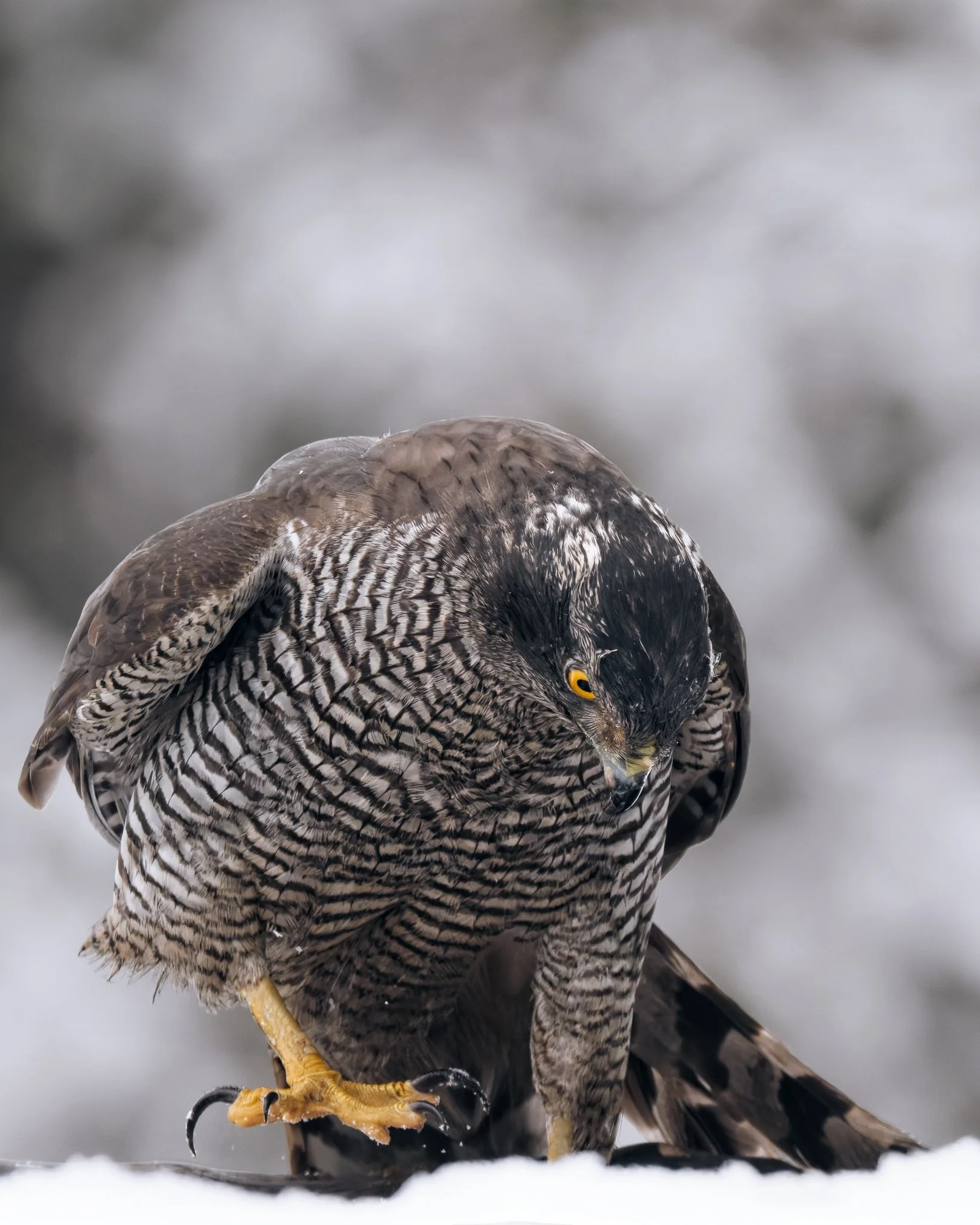 Goshawk-3.jpg