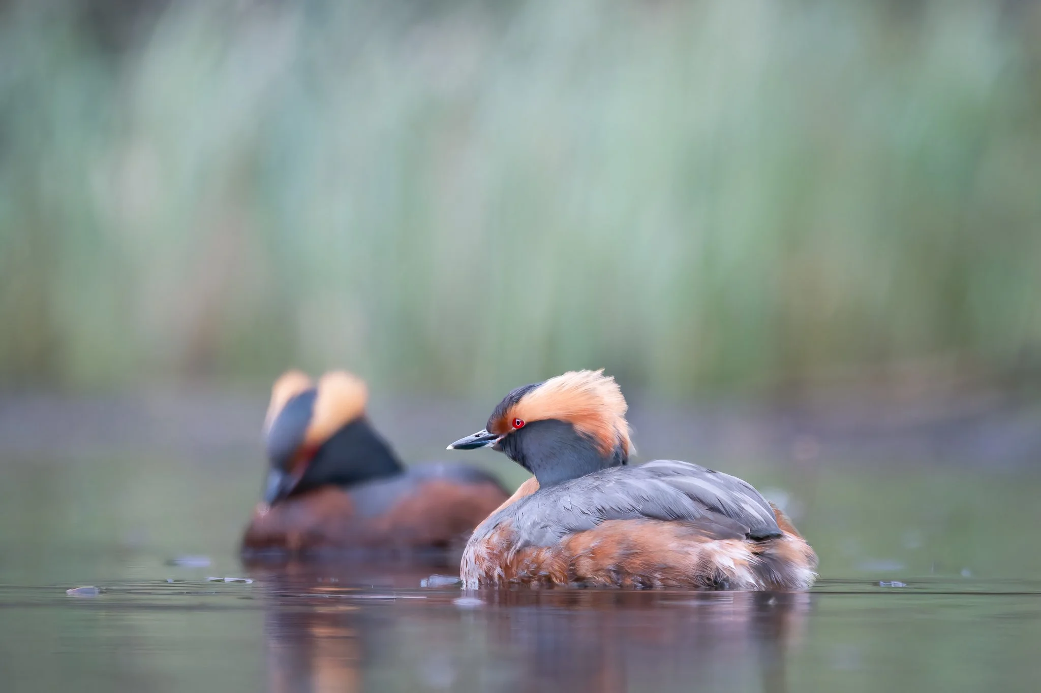 Svarthakedopping Slavonian Horned Grebe  Podiceps auritus bird water-4.jpg