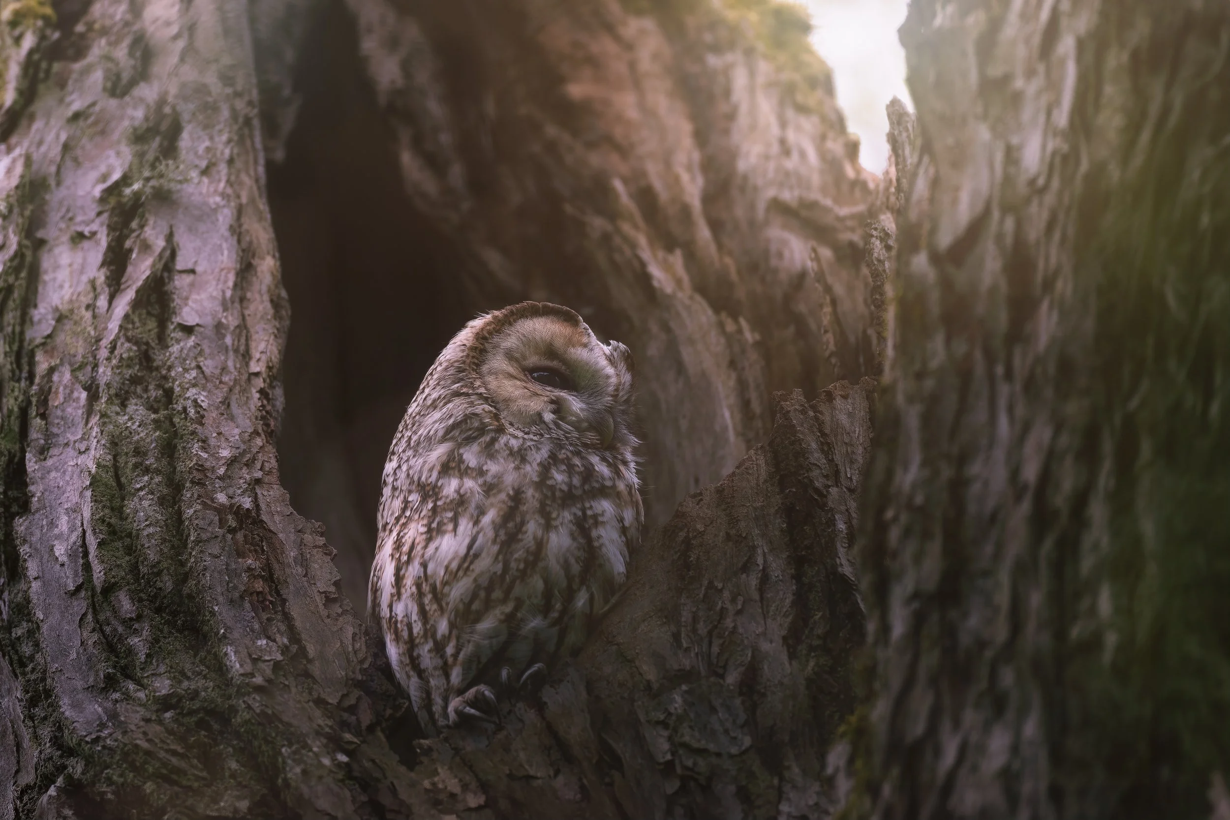tawny owl.jpg