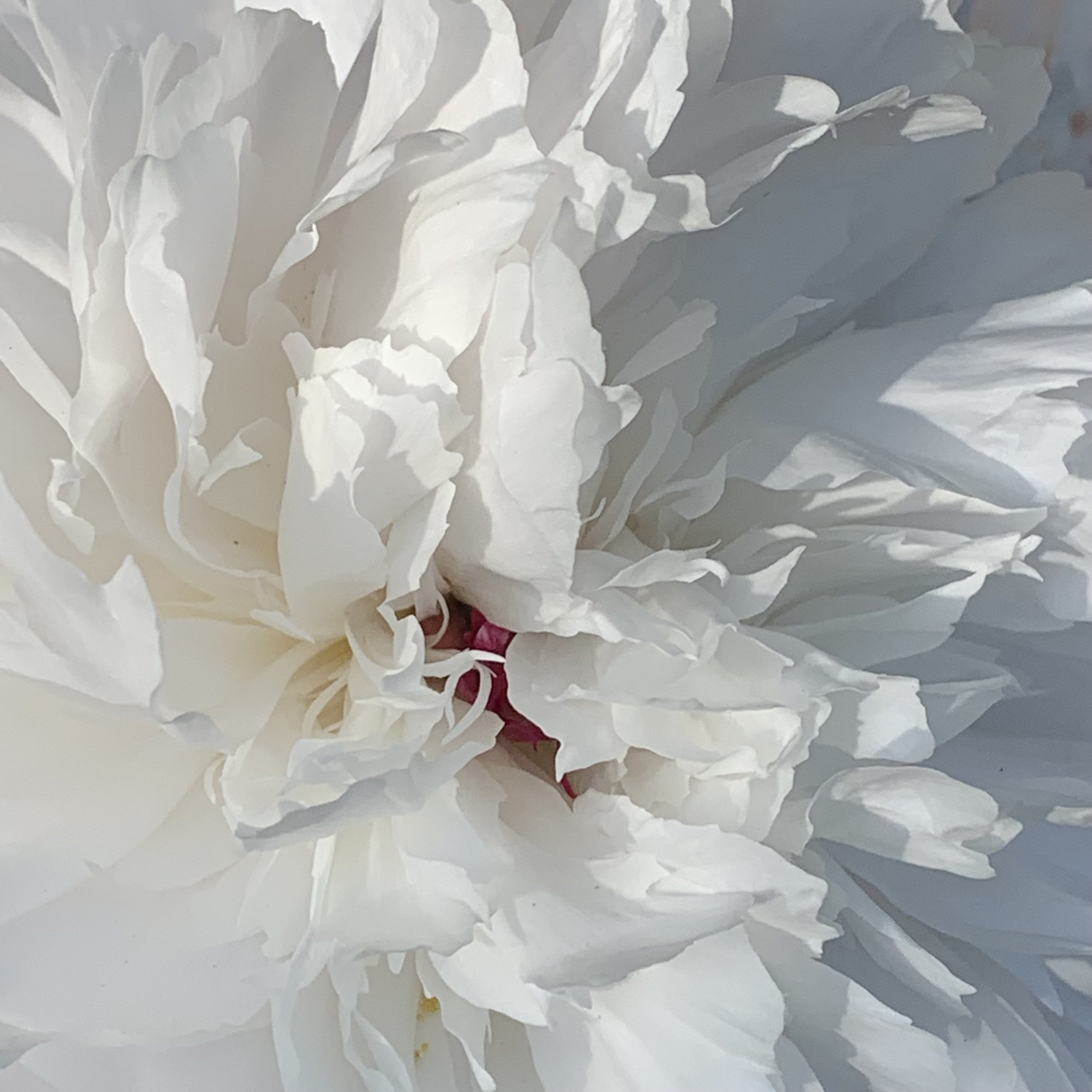 peony_and_shadows_7145.jpg