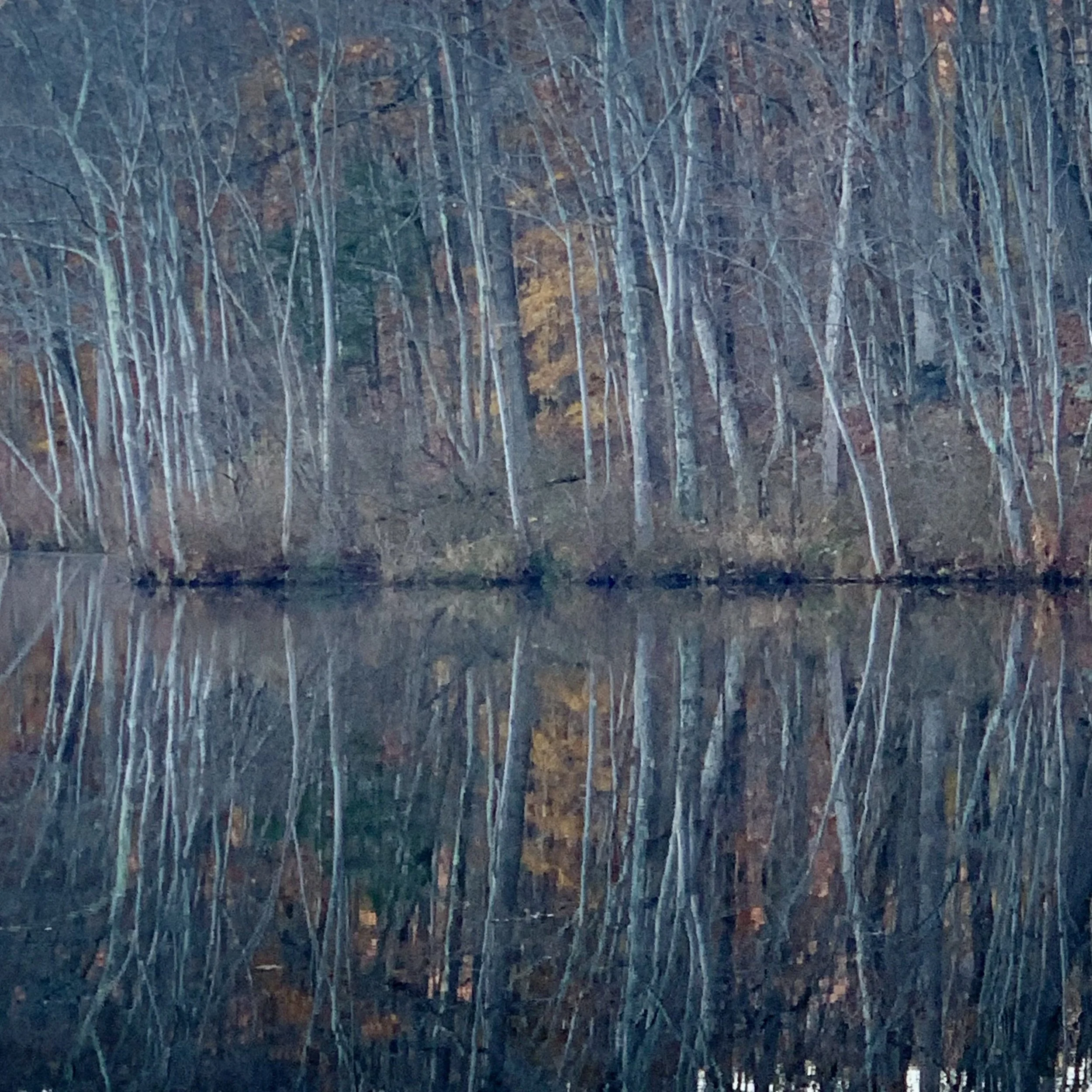 birch_trees_on_lake_1491.jpg