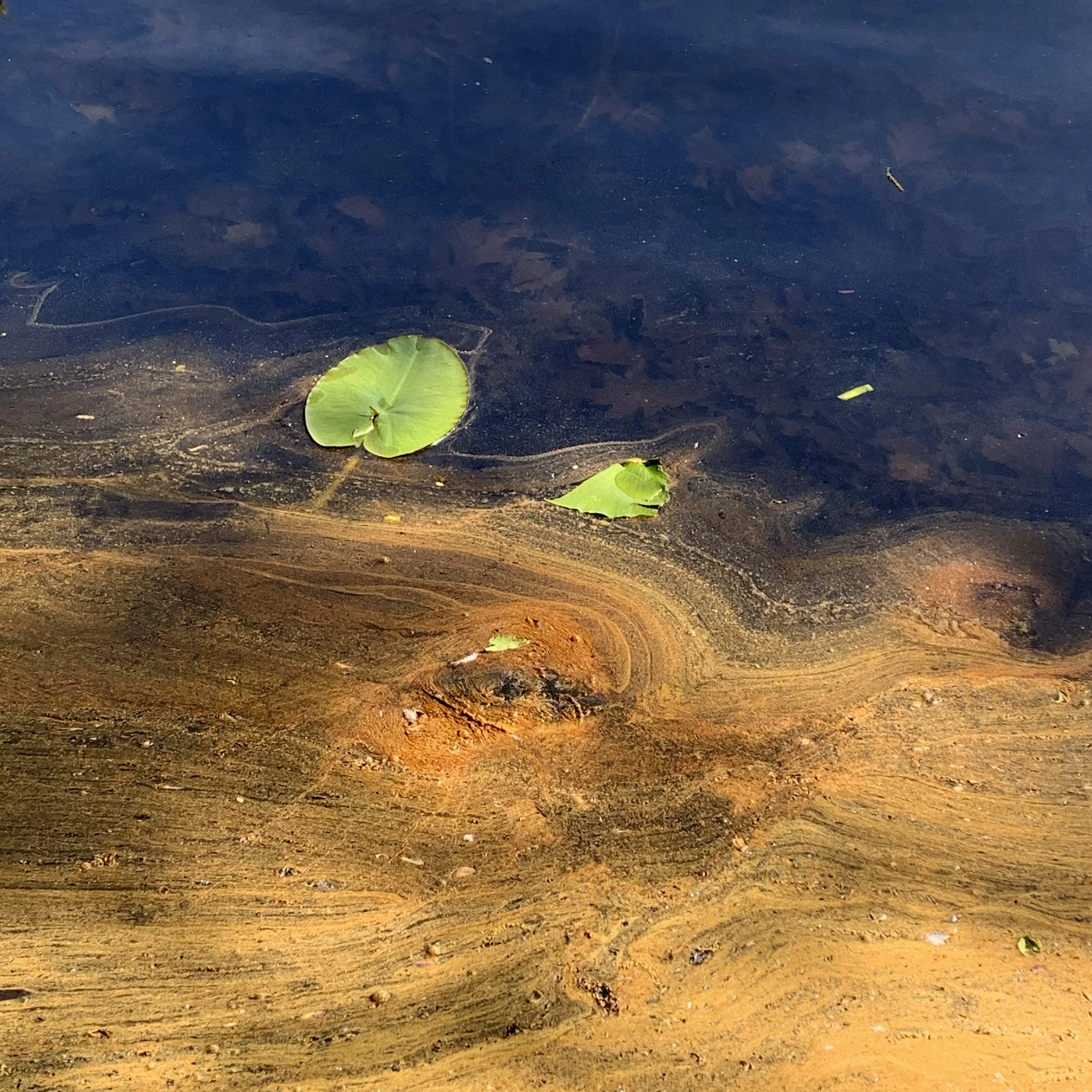 pond_scum_no_filter_20x20.jpg