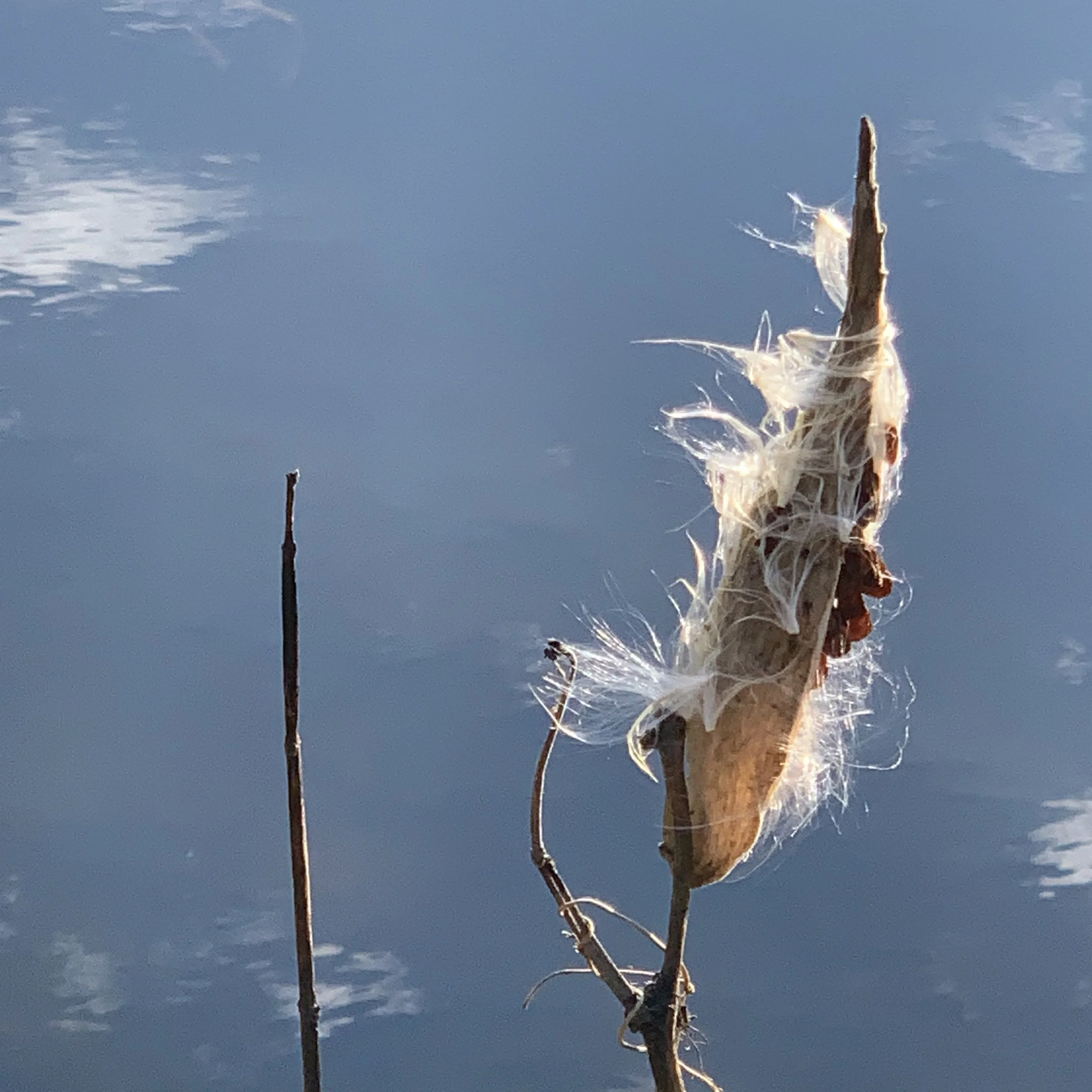 milkweed_9244.jpg