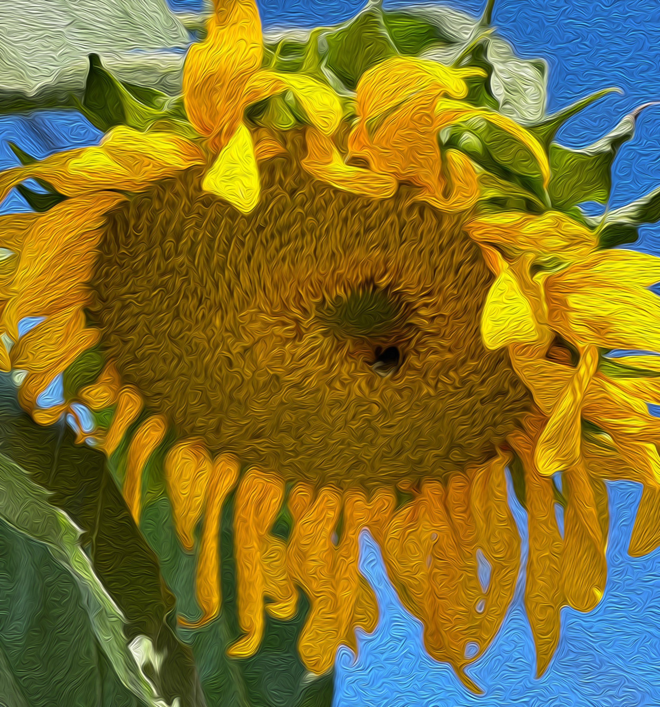 sunflower.jpg