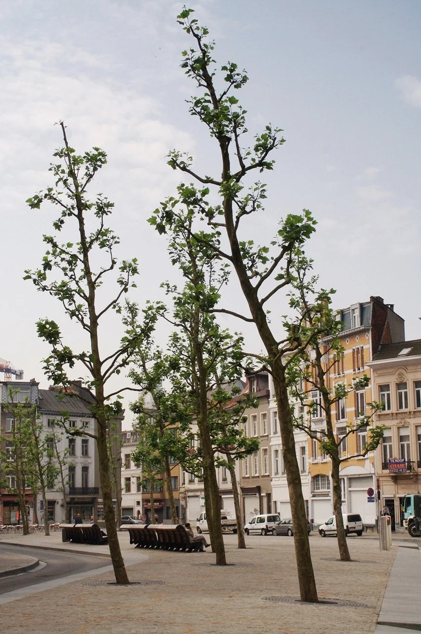 Parklar bir “hata” mı?