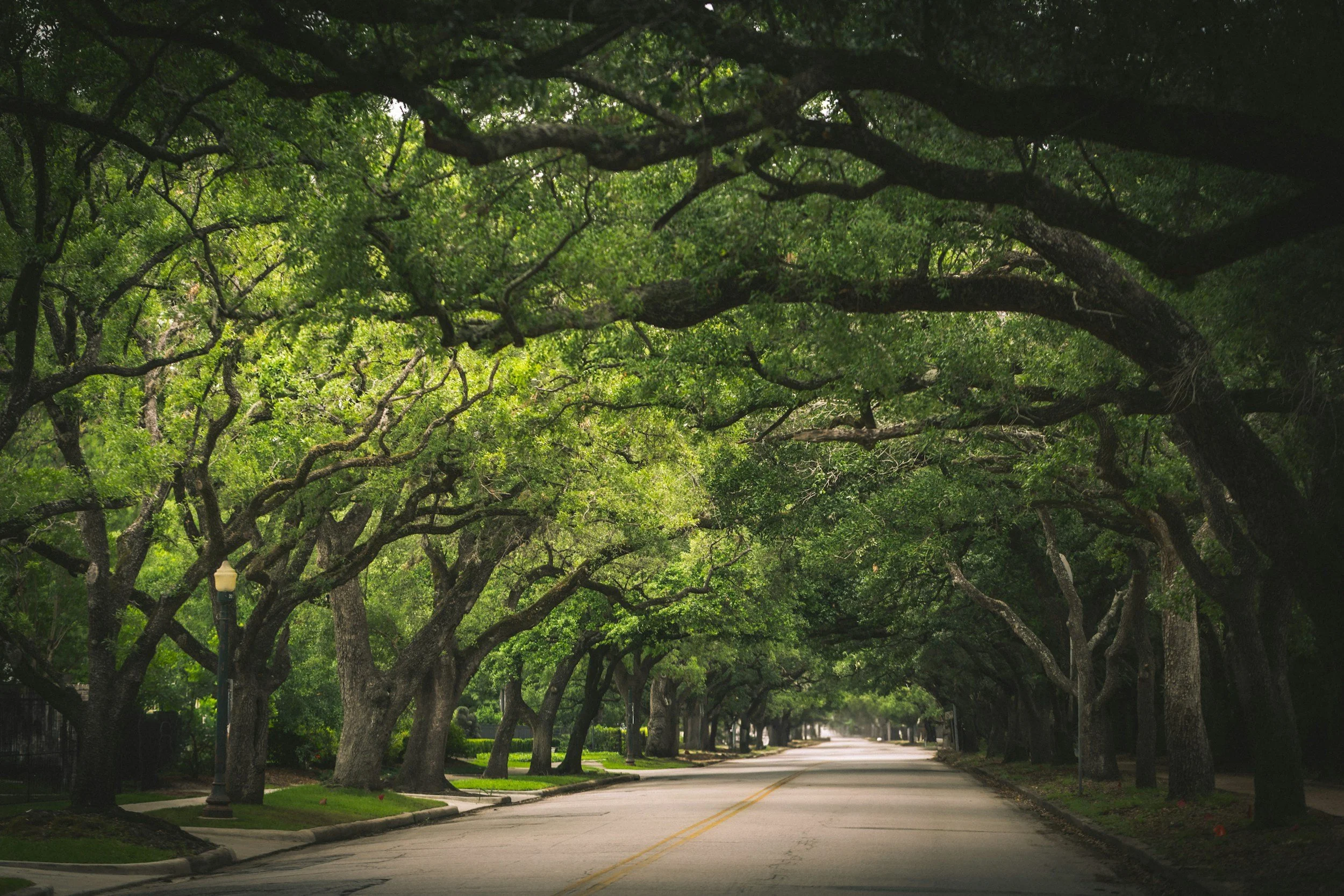 A peaceful street lined with large, leafy trees creating a canopy overhead, with sidewalk on both sides and a yellow center line on the road.